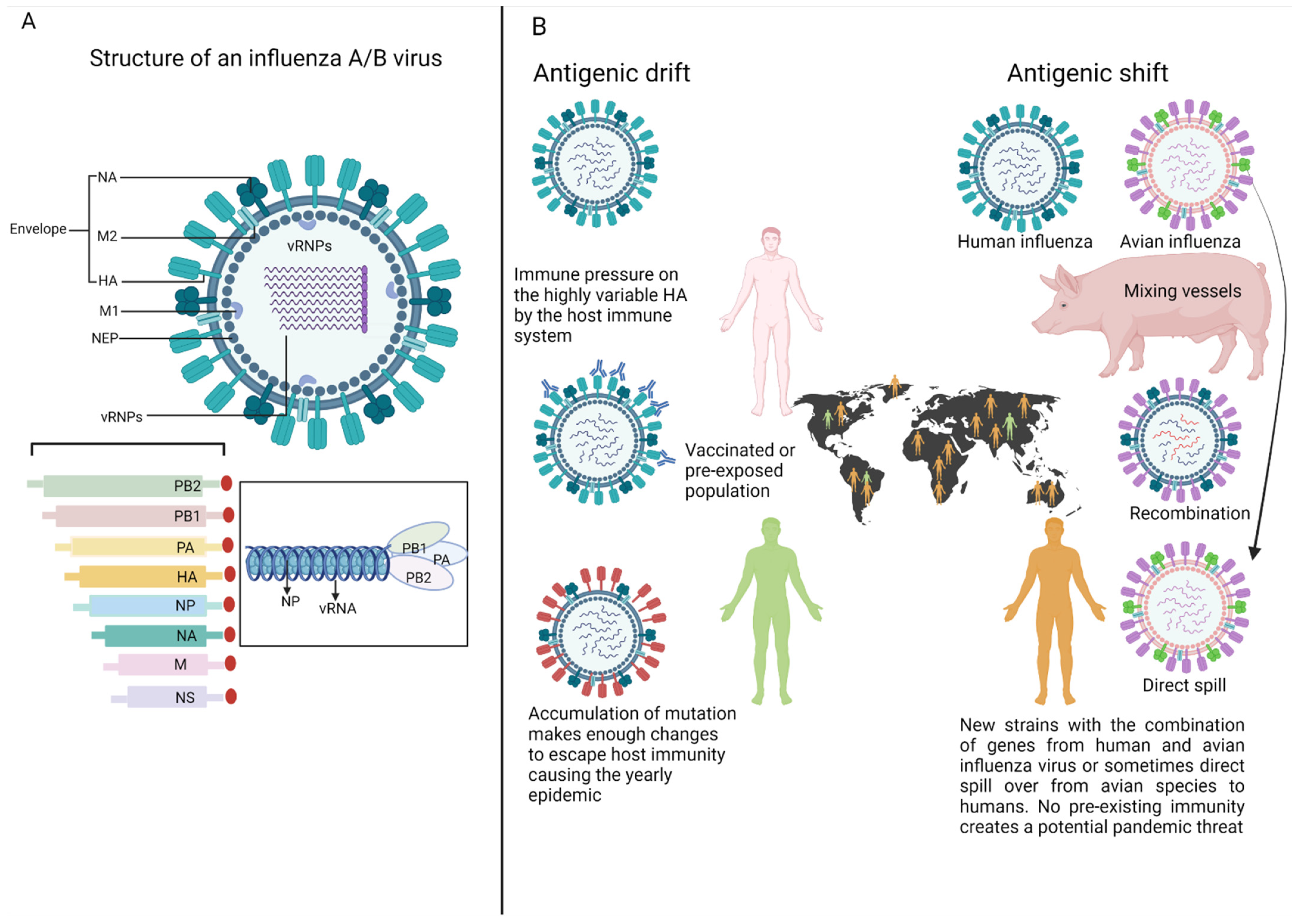 Viruses 14 02578 g001