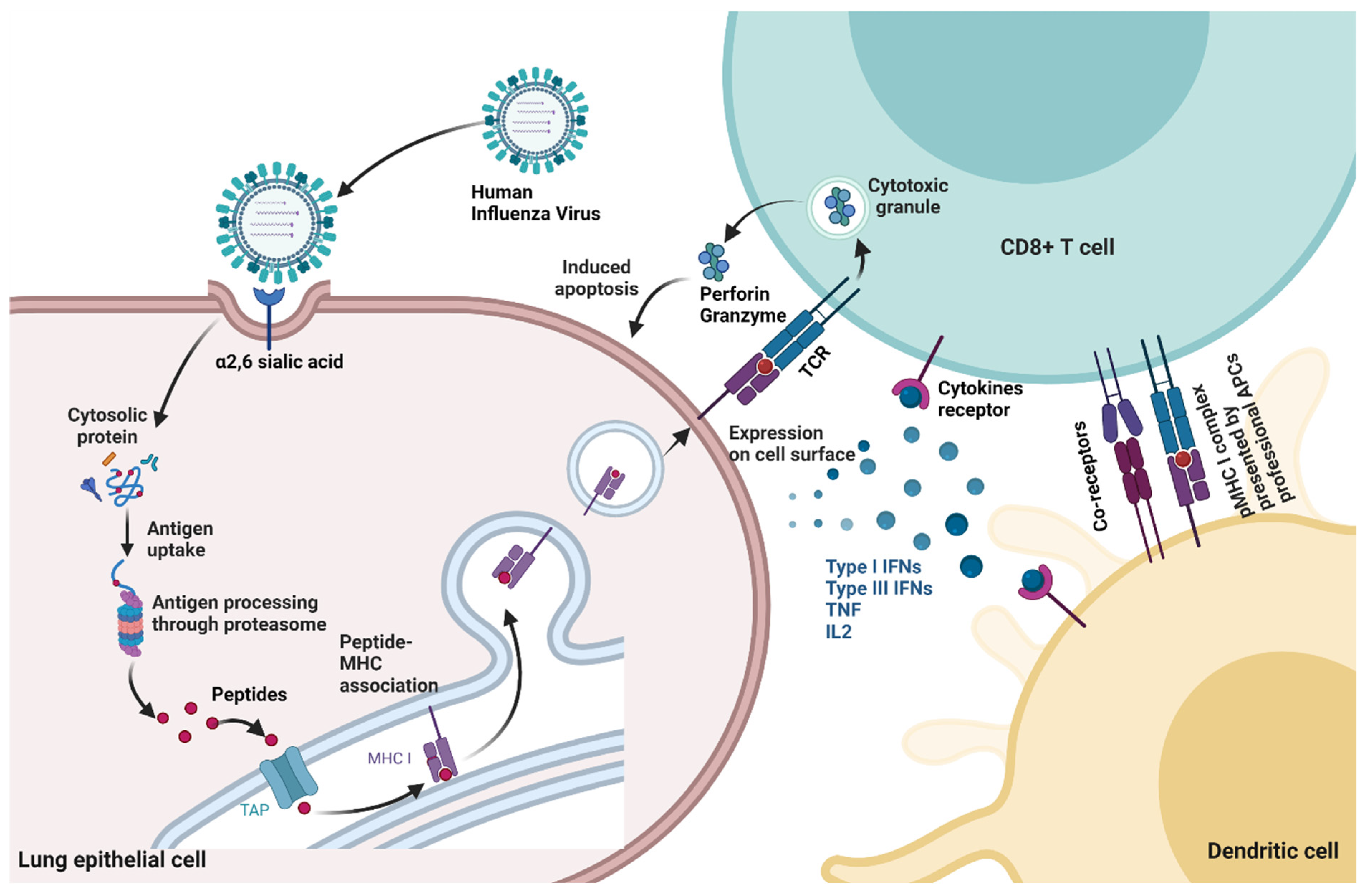 Viruses 14 02578 g002