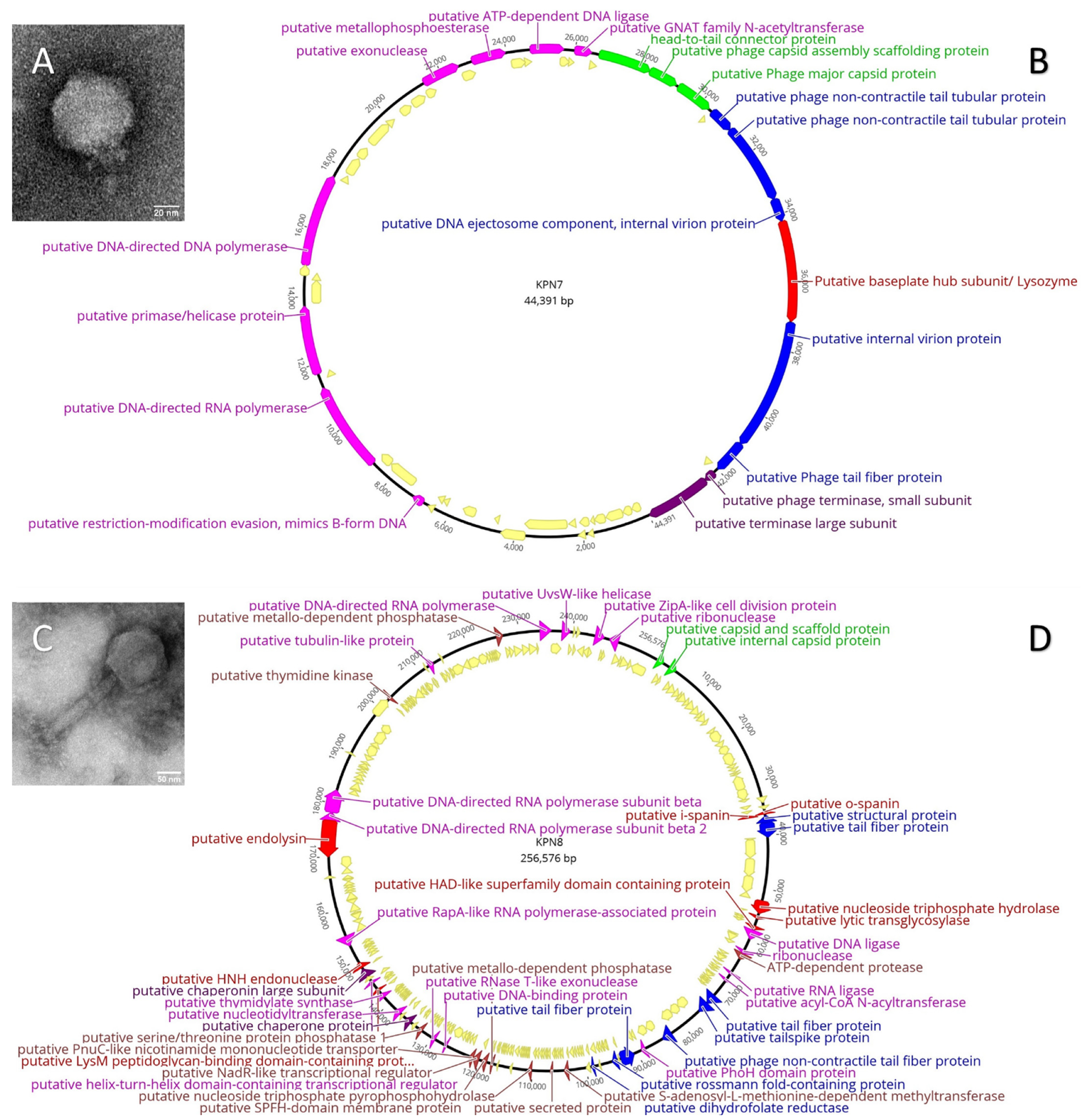 Viruses 14 02582 g001 Viruses 14 02582 g001