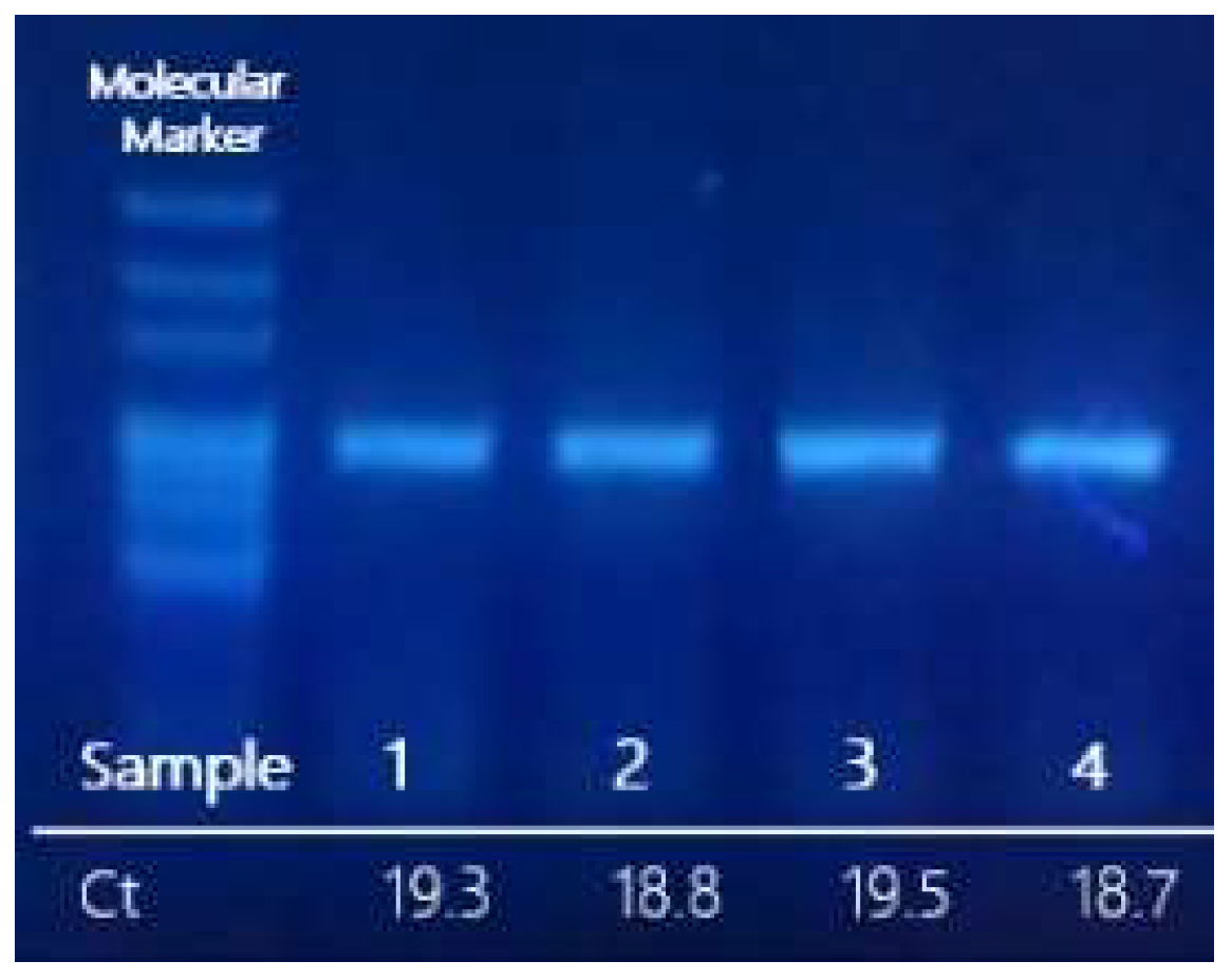 Viruses 14 02588 g002