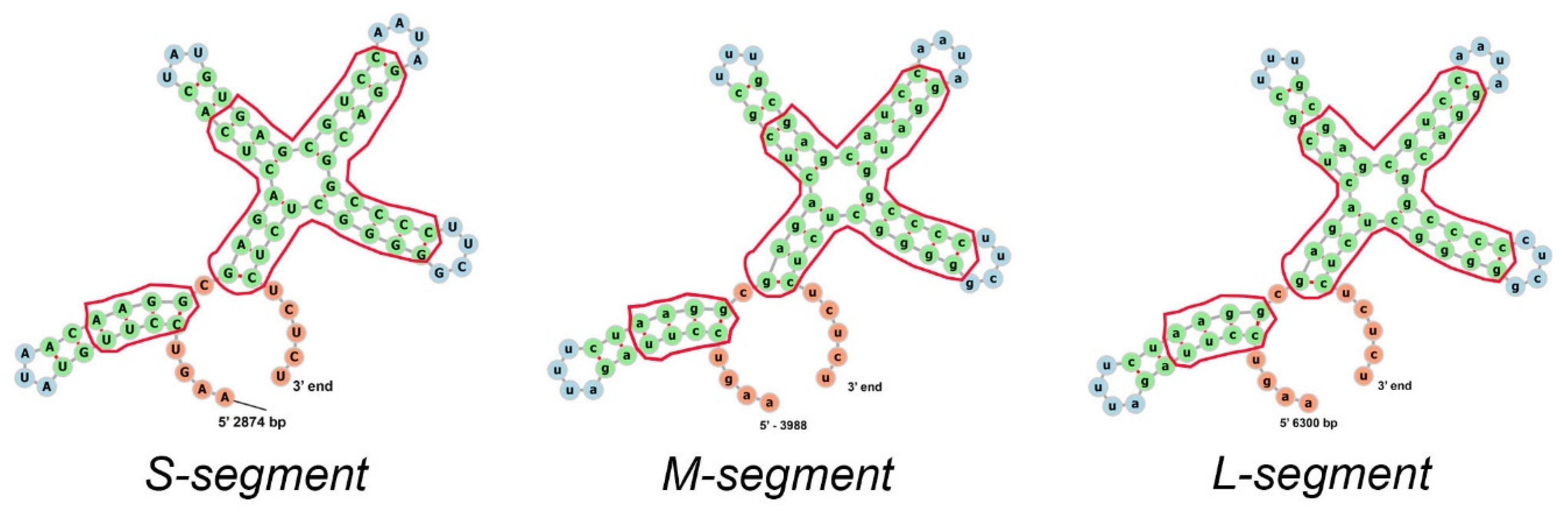 Viruses 14 02589 g005 Viruses 14 02589 g005