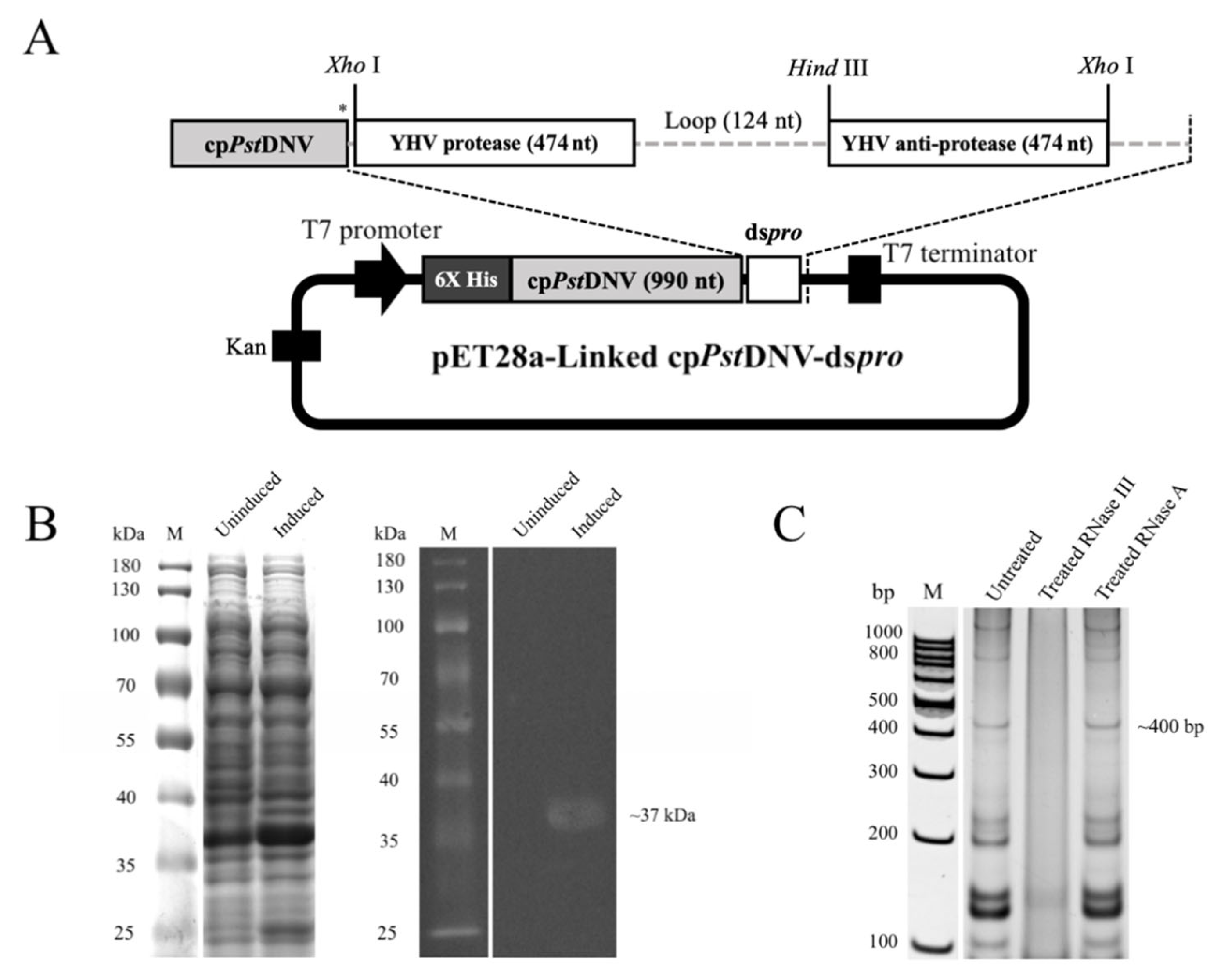 Viruses 14 02594 g001 Viruses 14 02594 g001