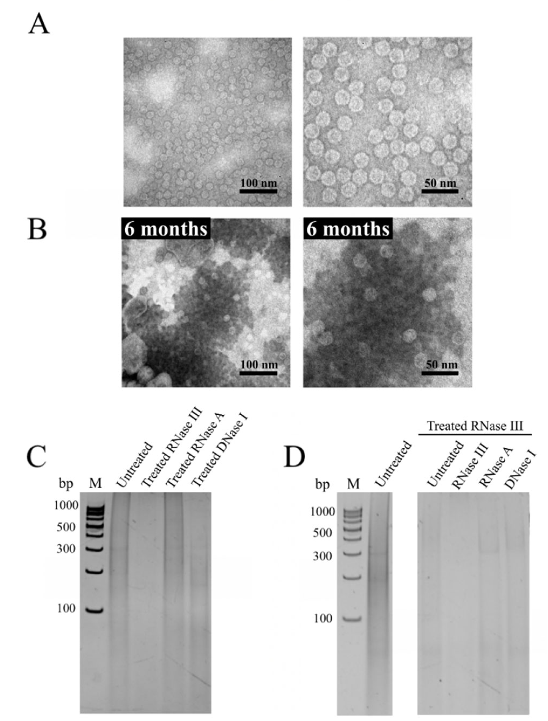 Viruses 14 02594 g003 Viruses 14 02594 g003