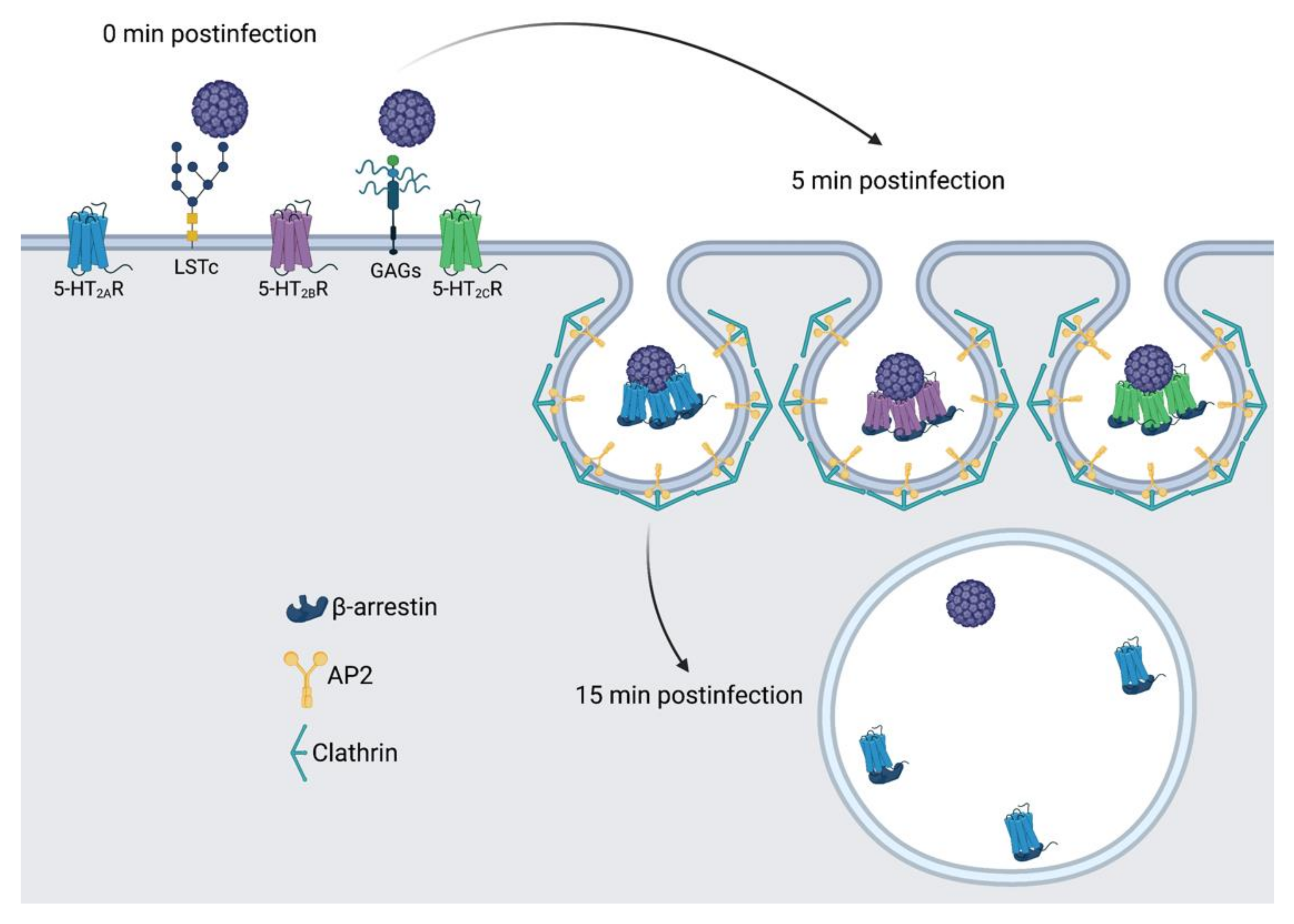Viruses 14 02597 g008 Viruses 14 02597 g008
