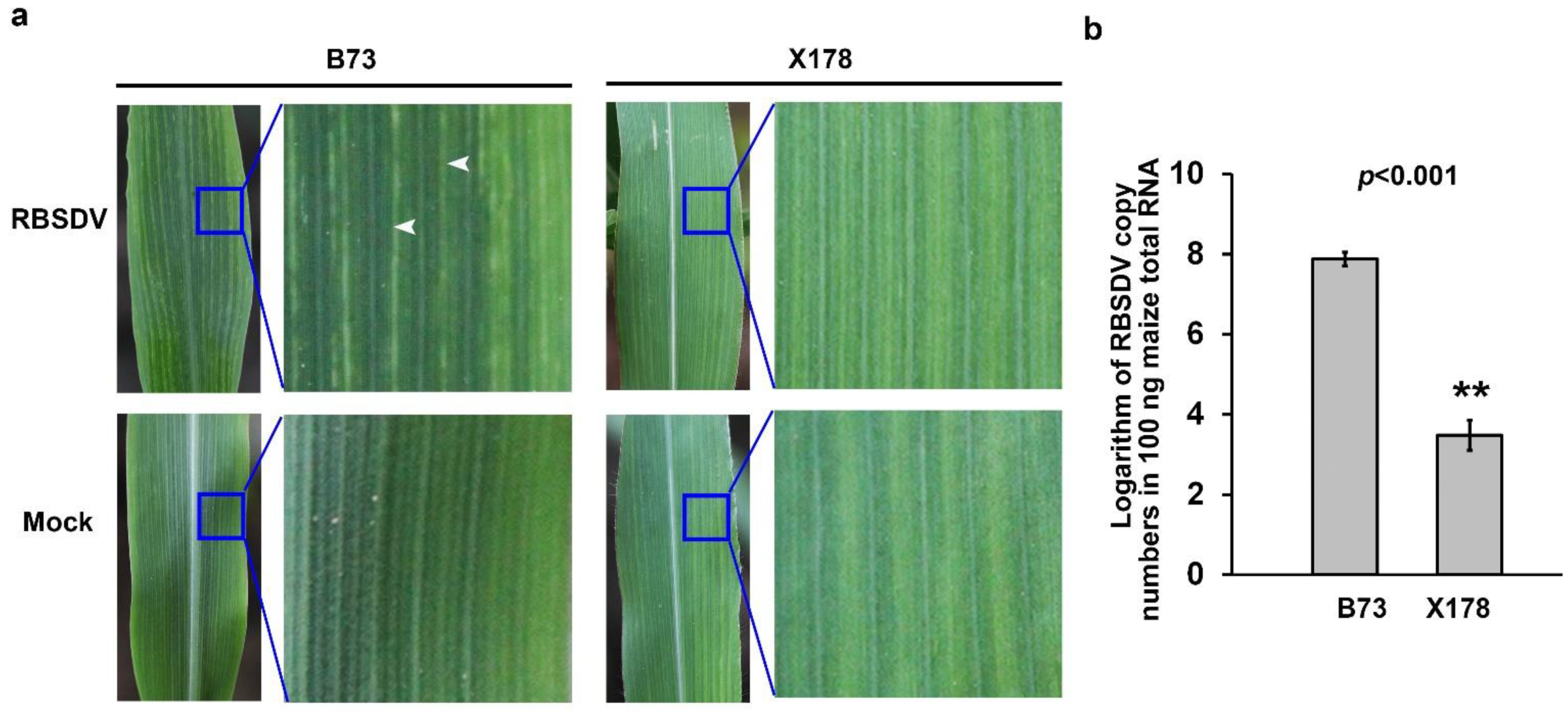 Viruses 14 02604 g001 Viruses 14 02604 g001