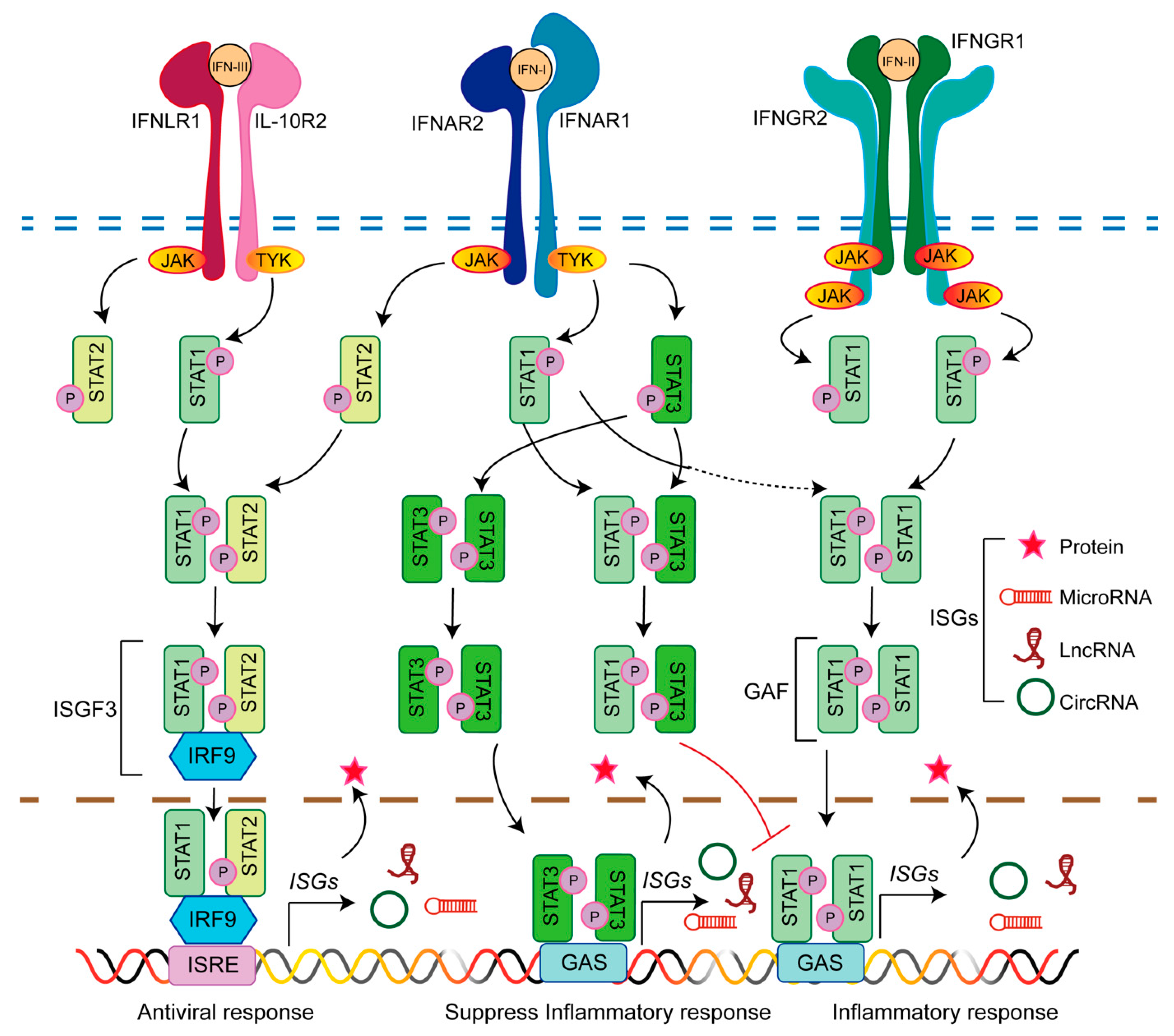 Viruses 14 02607 g001 Viruses 14 02607 g001