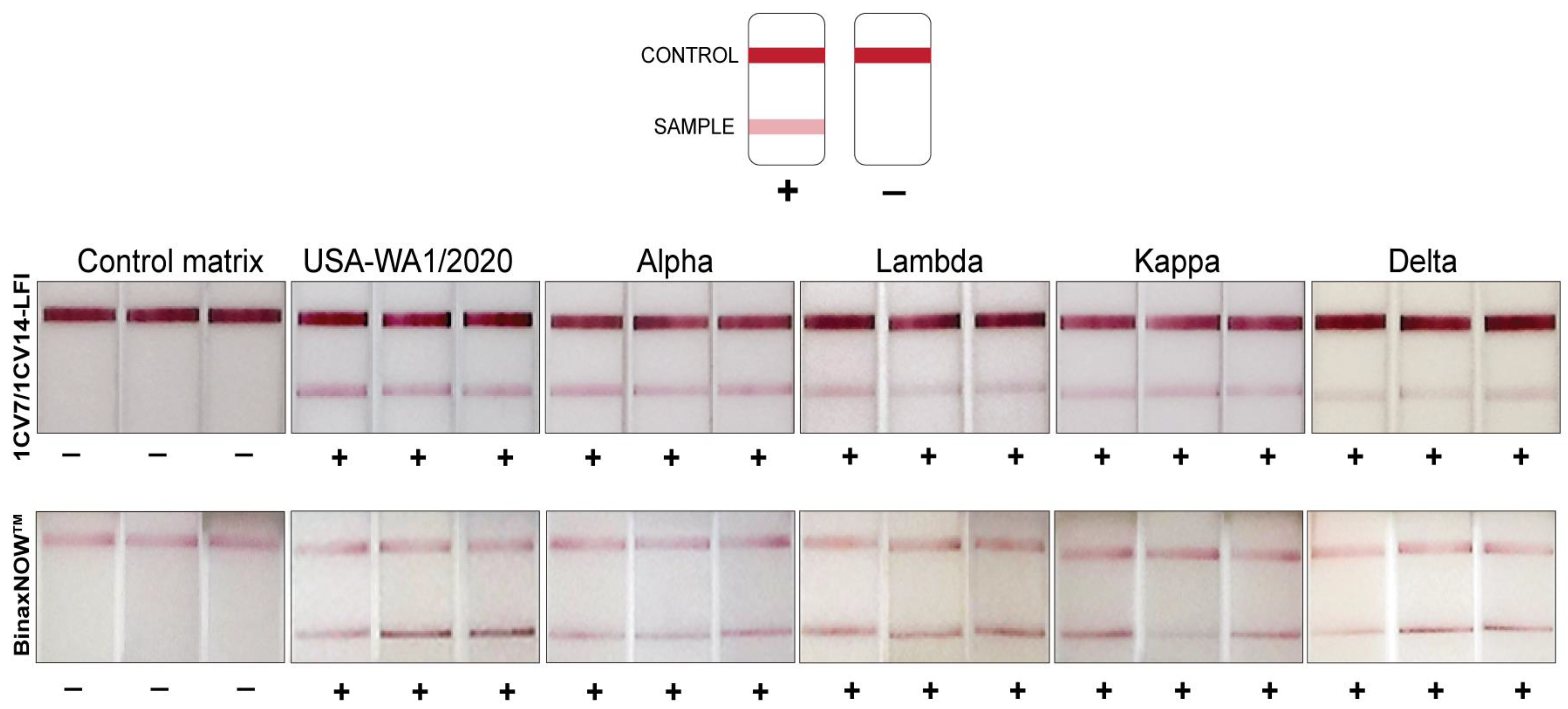 | Full-Text | Comparison of a Prototype SARS-CoV-2 Lateral Flow IMMUNOASSAY with the BinaxNOWTM COVID-19 Antigen CARD