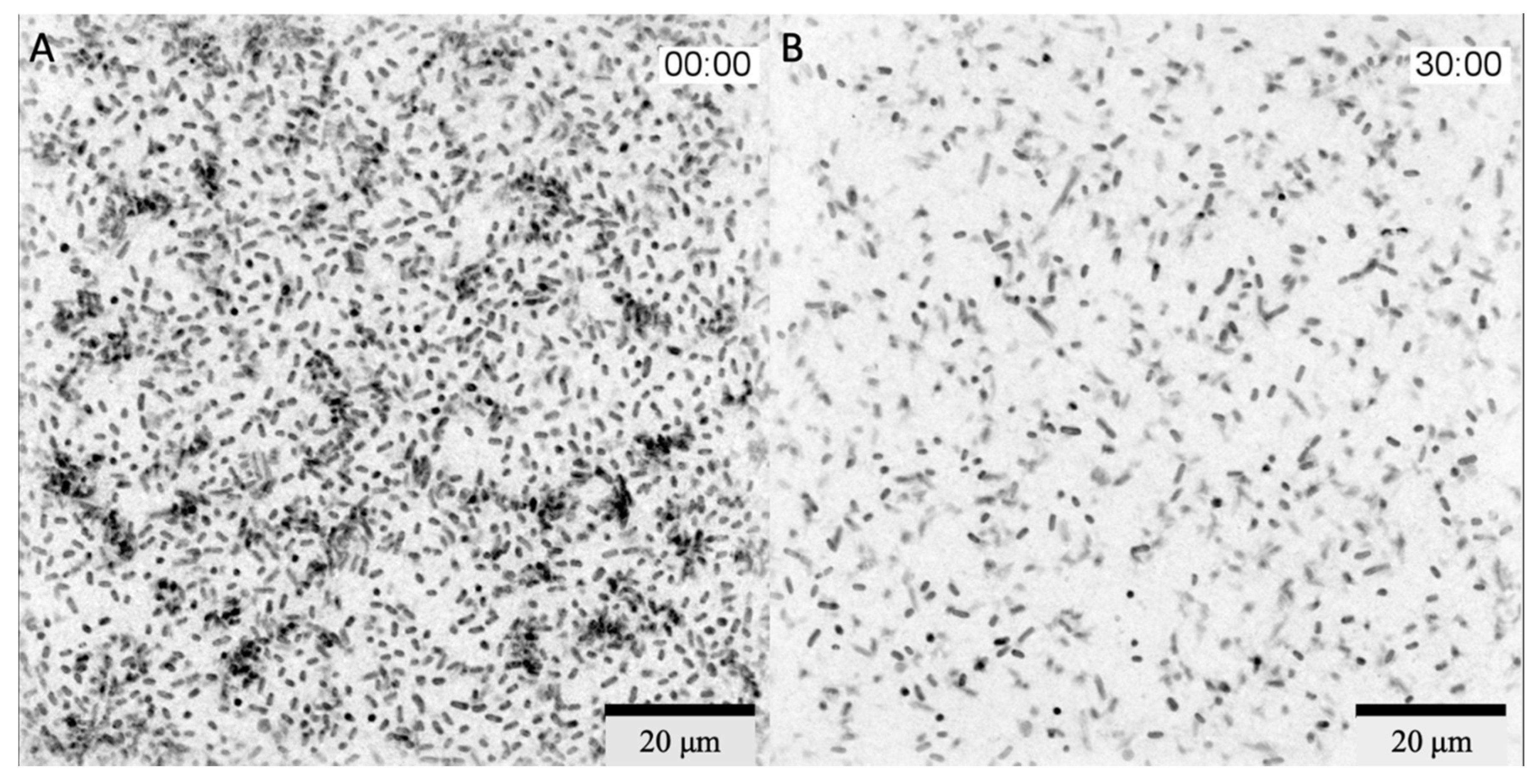 Viruses 14 02614 g002 Viruses 14 02614 g002