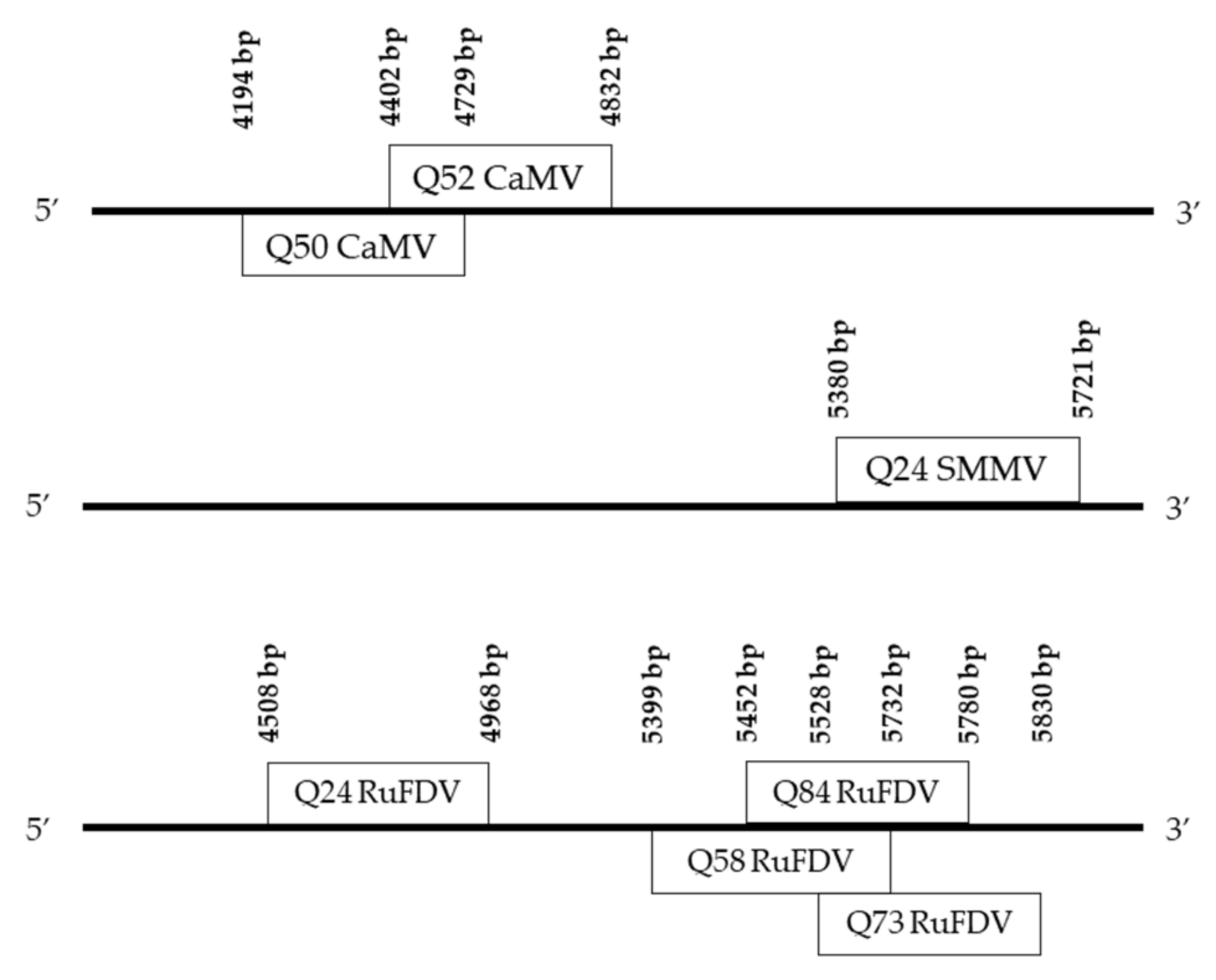 Viruses 14 02623 g004