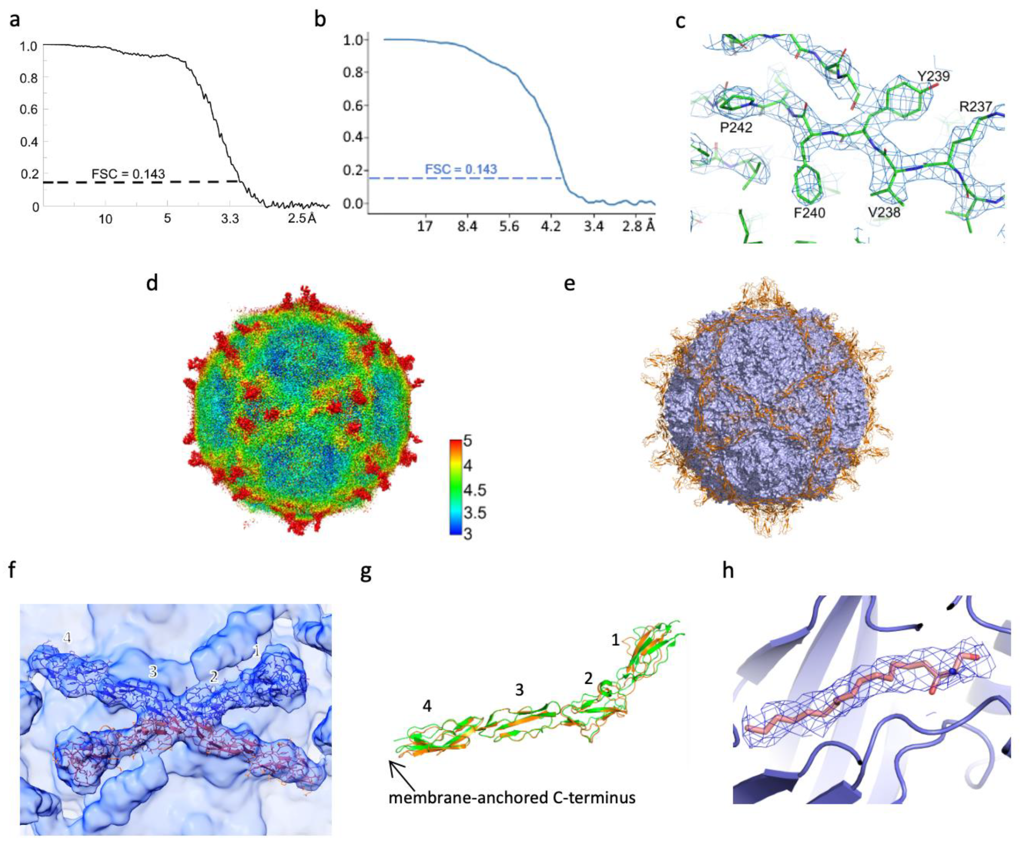 Viruses 14 02625 g001