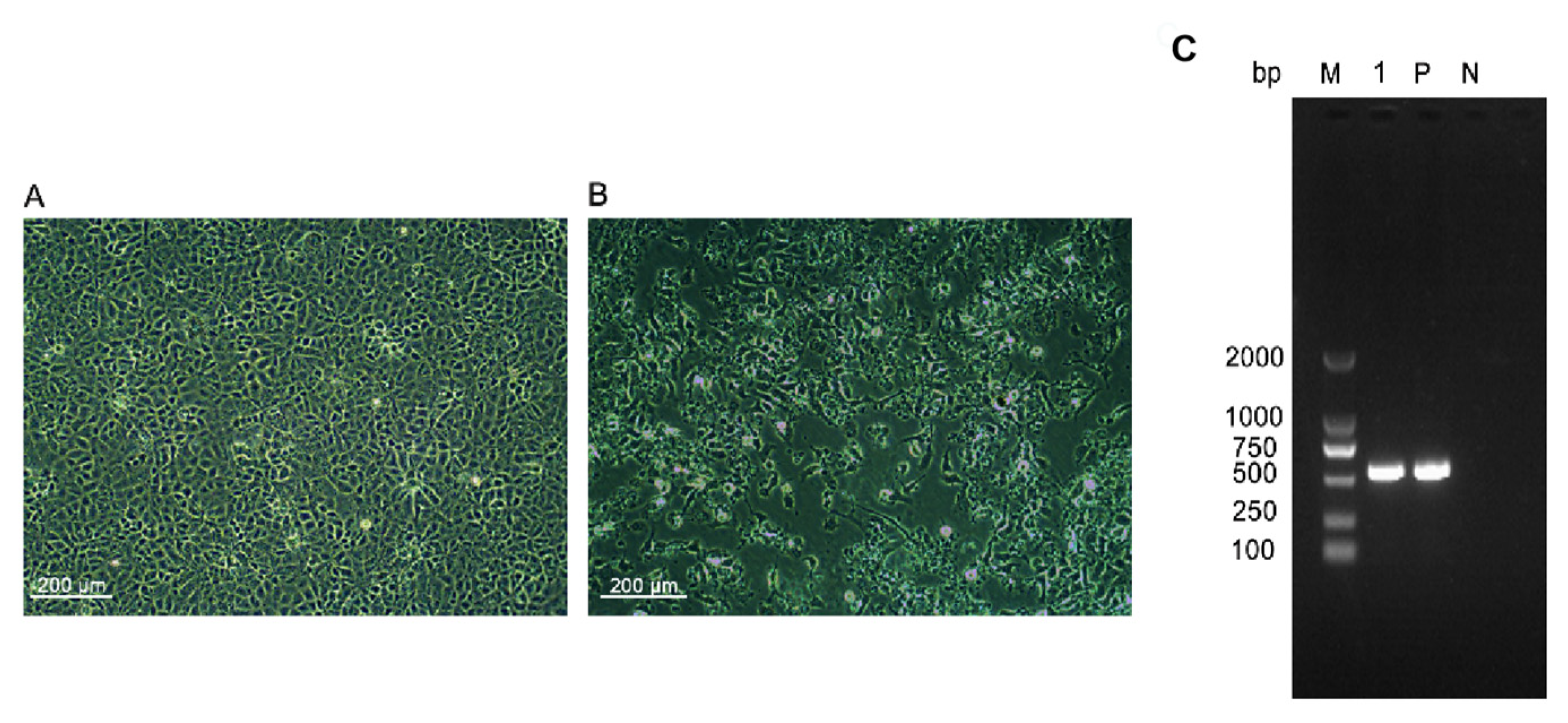 Viruses 14 02634 g001