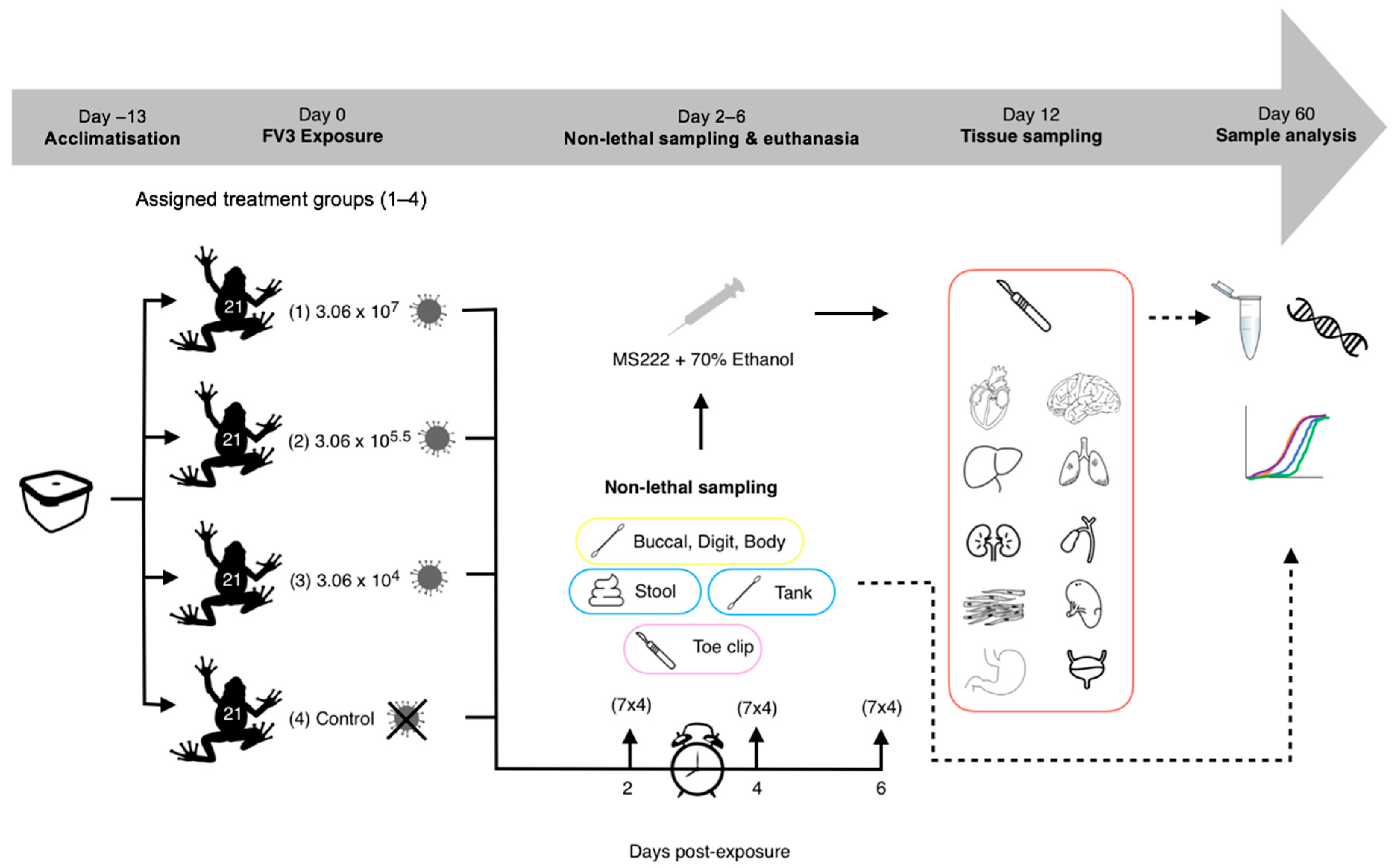 Viruses 14 02635 g001 Viruses 14 02635 g001