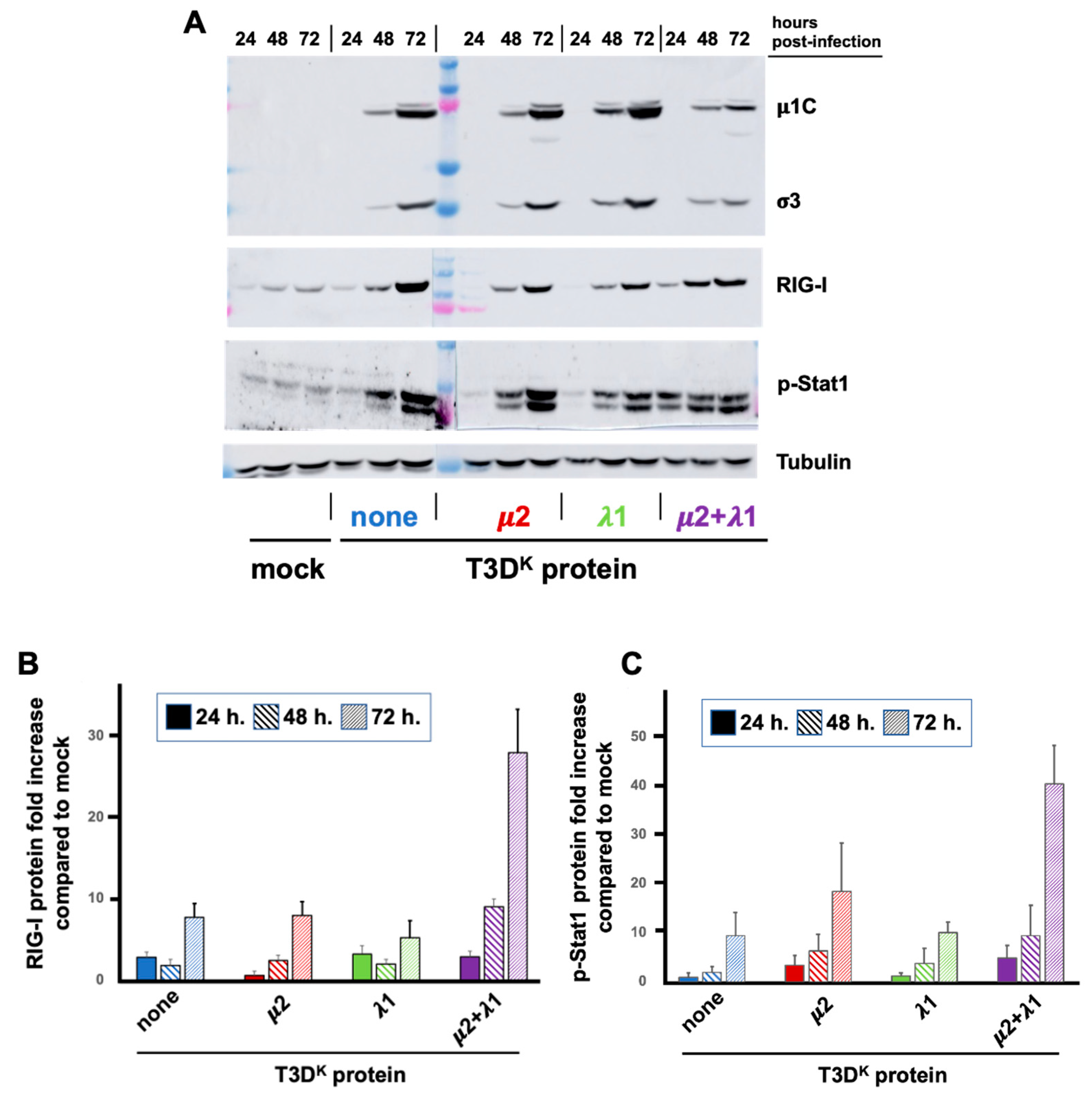 Viruses 14 02638 g004