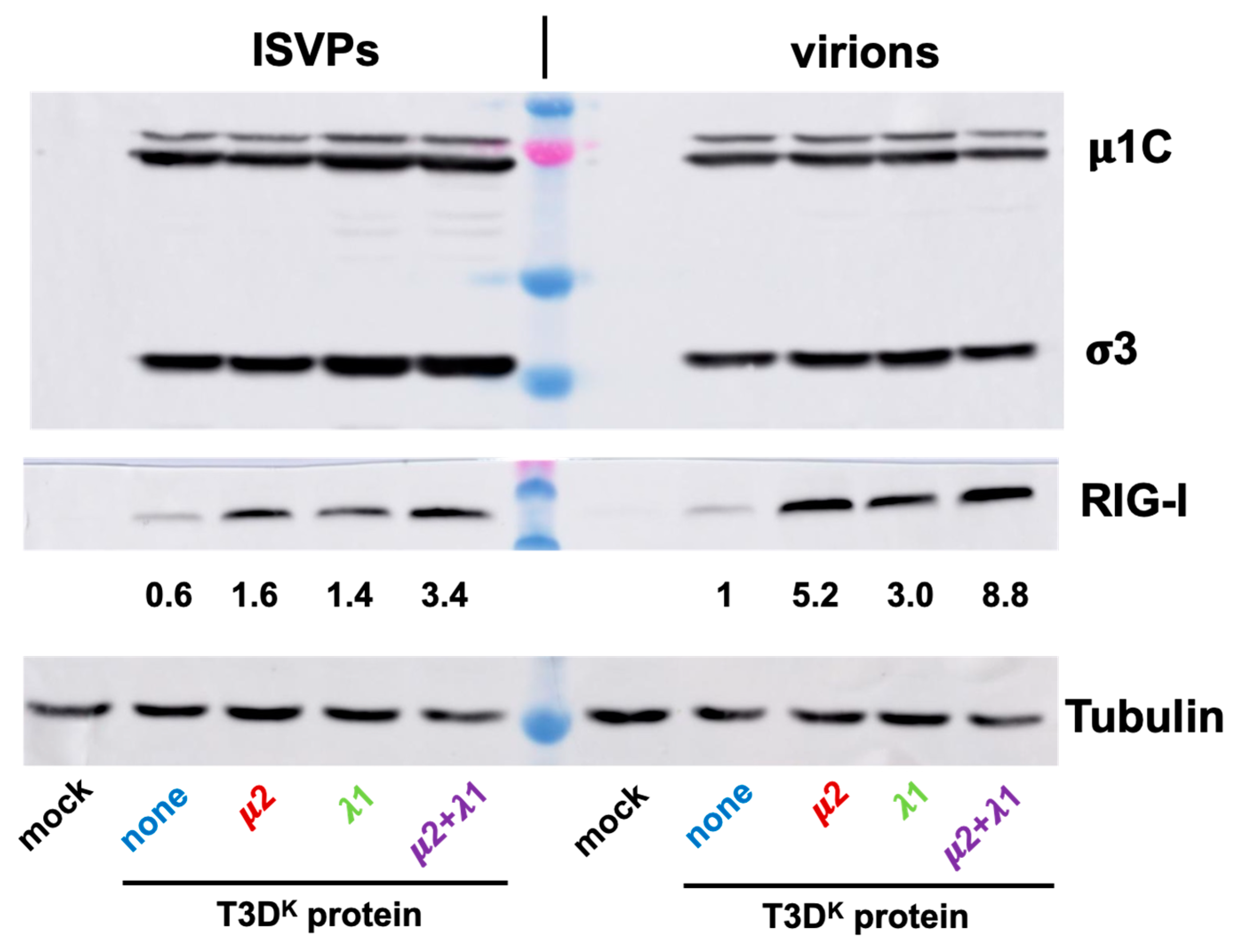 Viruses 14 02638 g008