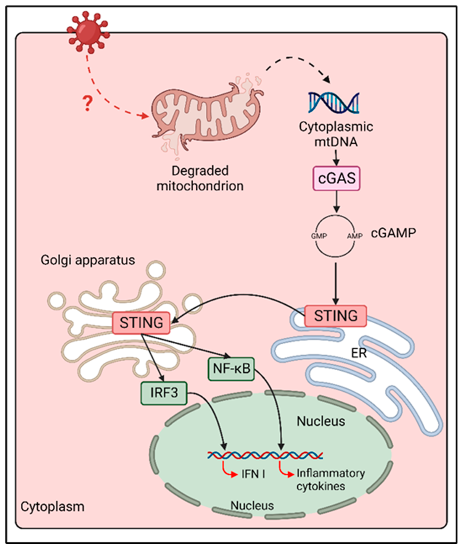 Viruses 14 02641 g002 Viruses 14 02641 g002
