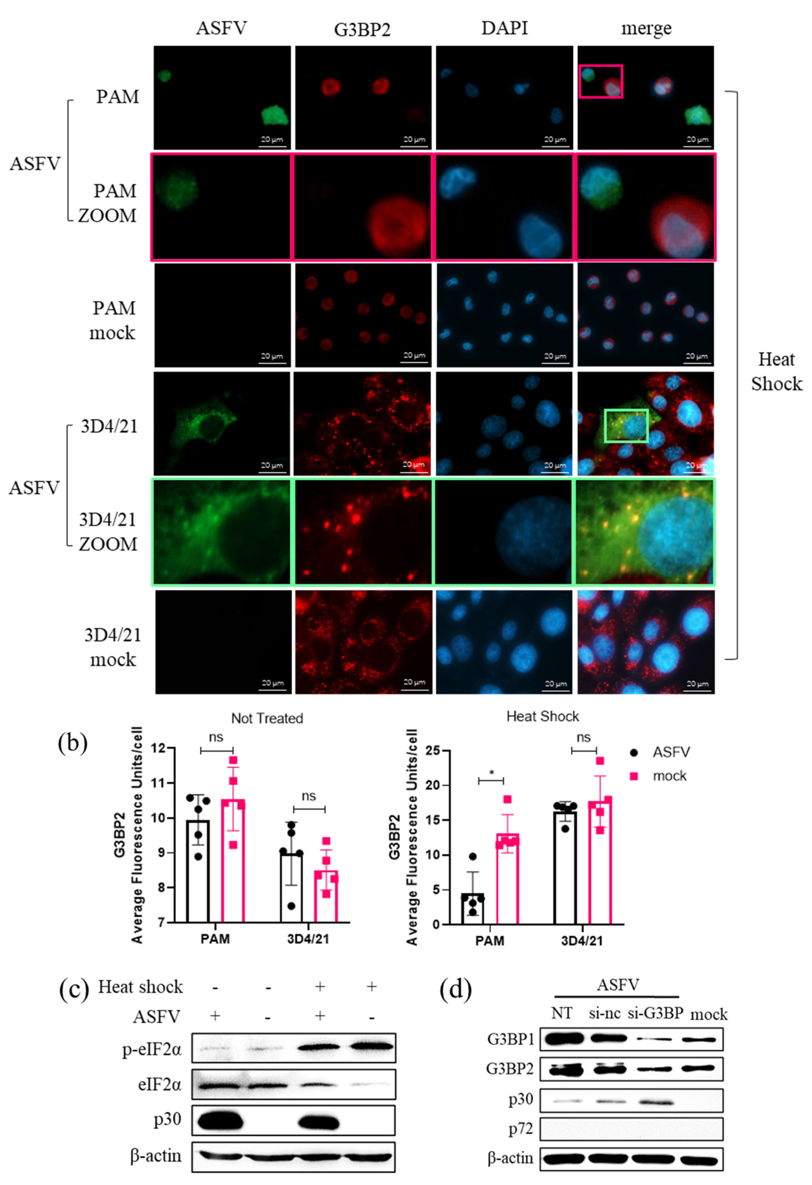 Viruses 14 02642 g008b Viruses 14 02642 g008b