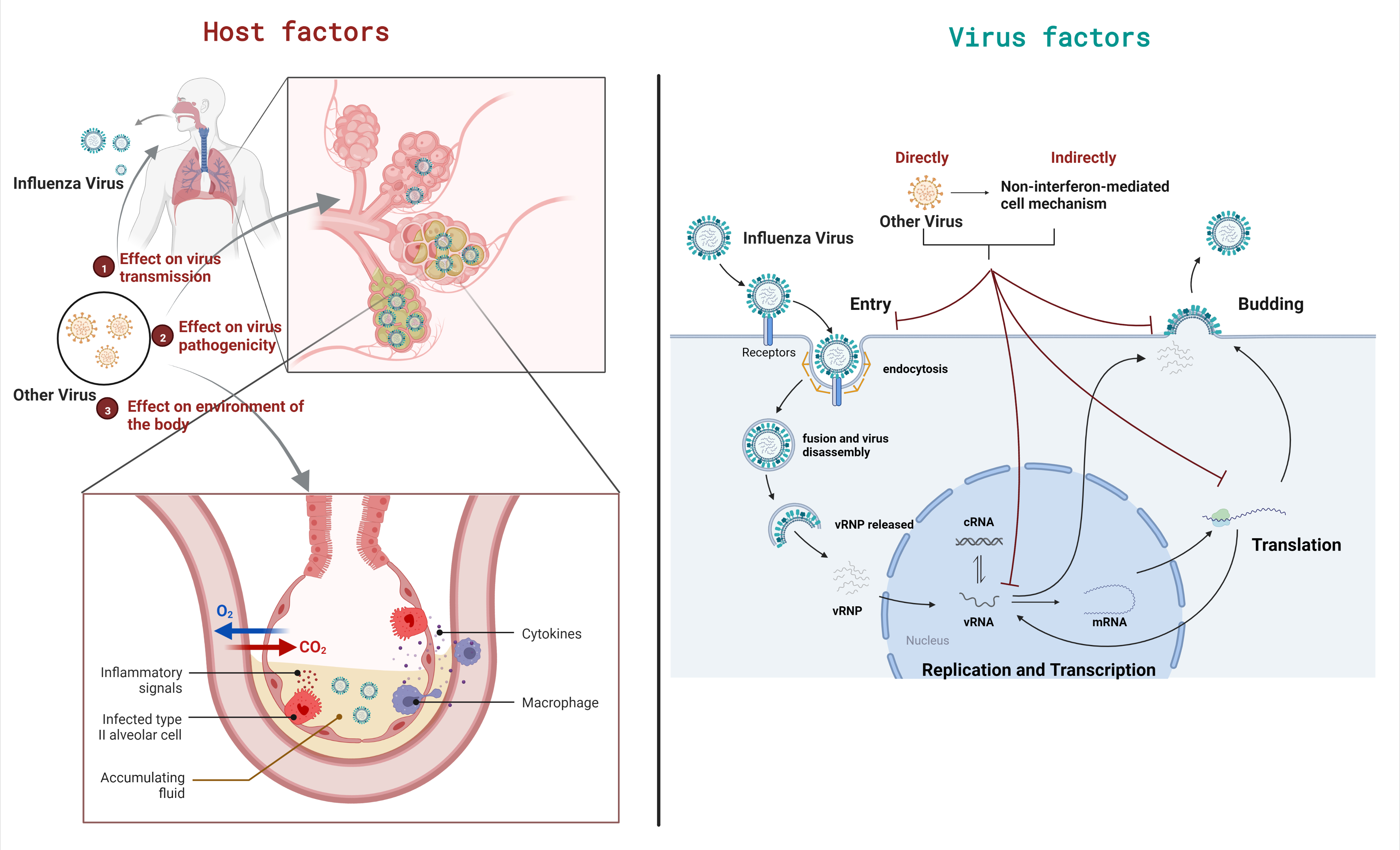 Viruses | Free Full-Text | Viral Coinfections