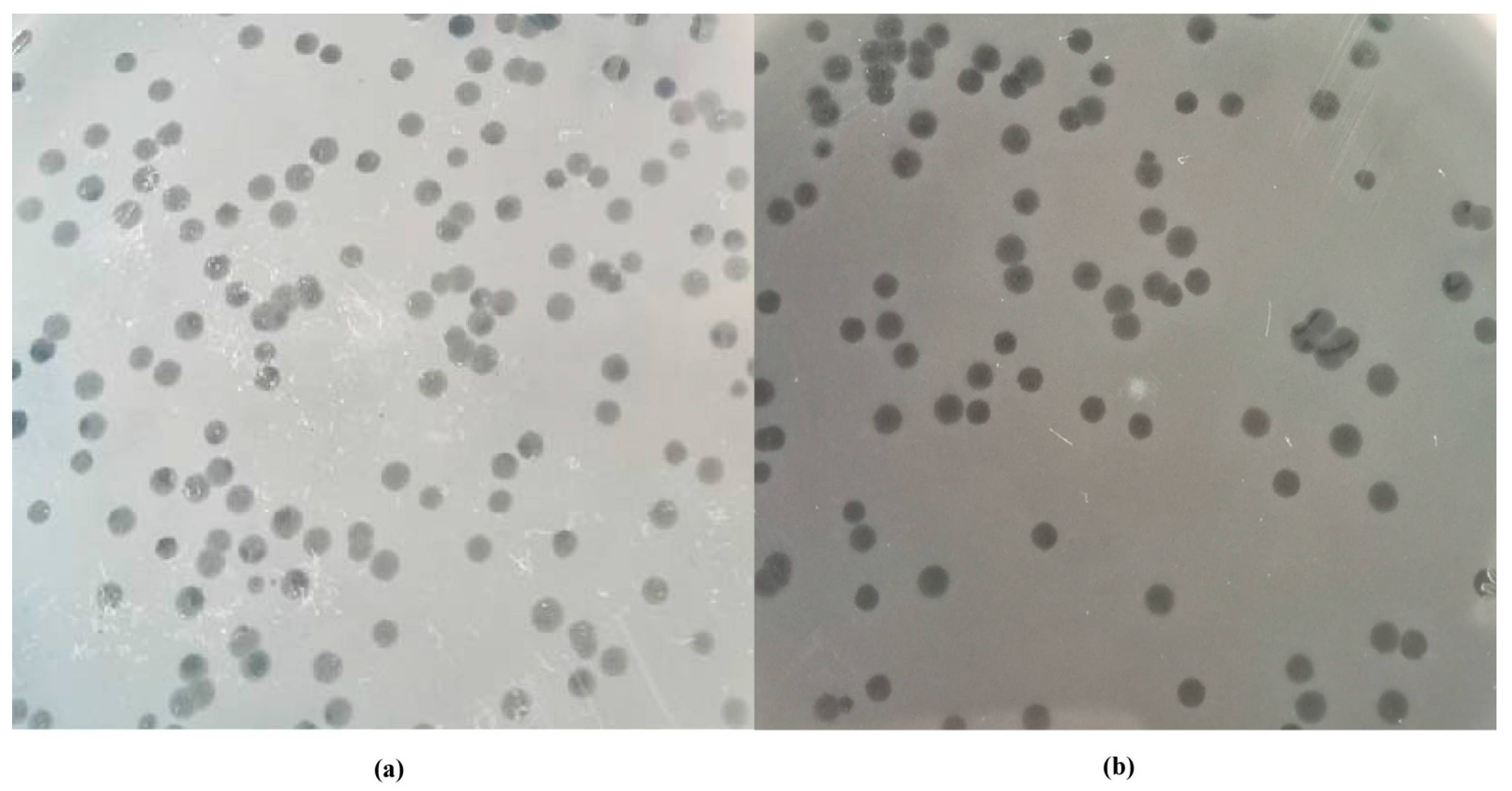 Viruses 14 02647 g001 Viruses 14 02647 g001