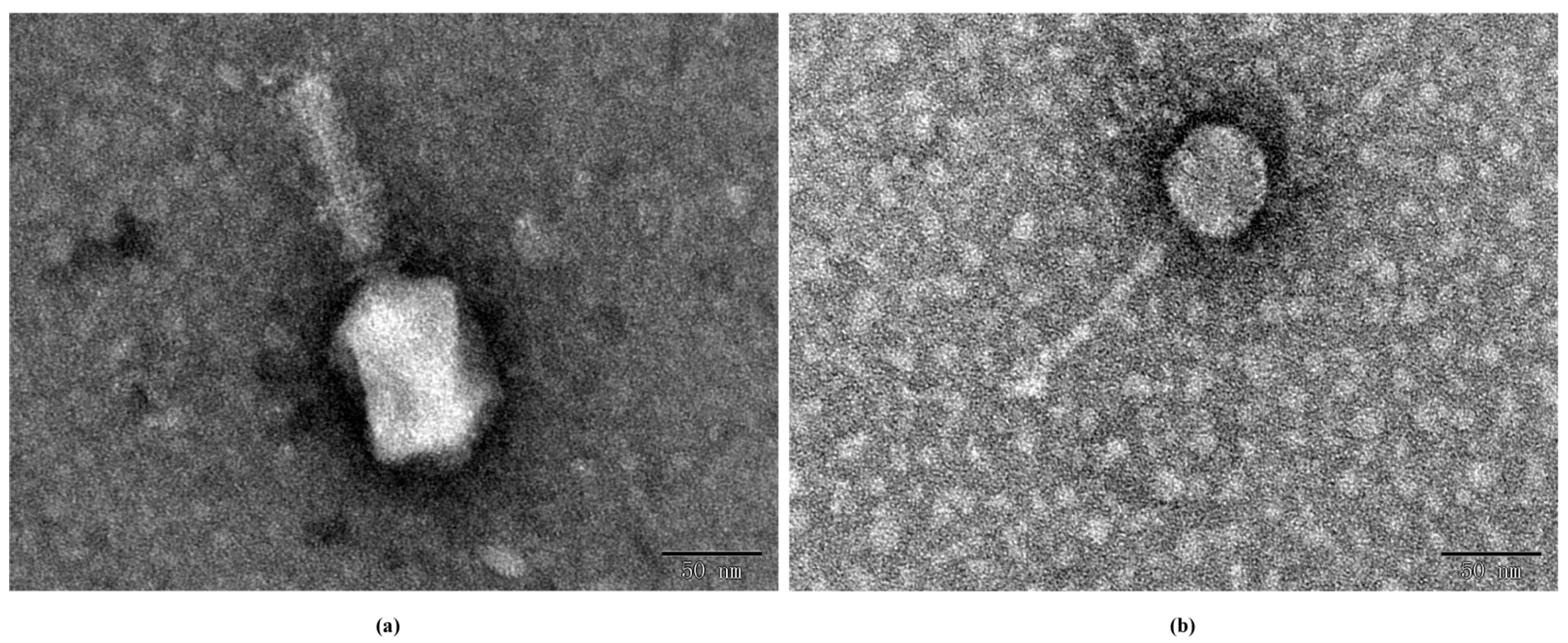 Viruses 14 02647 g002 Viruses 14 02647 g002