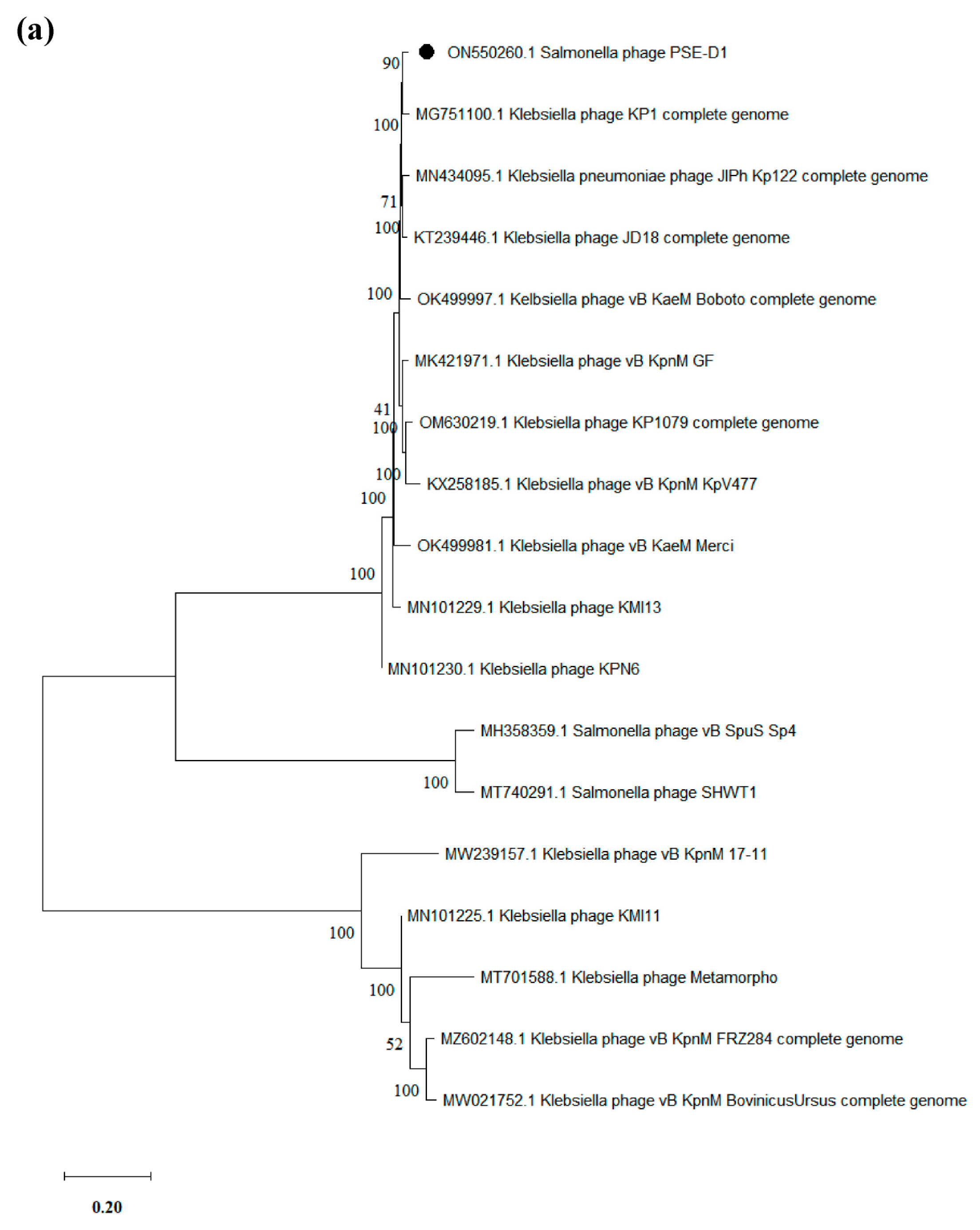 Viruses 14 02647 g007a Viruses 14 02647 g007a