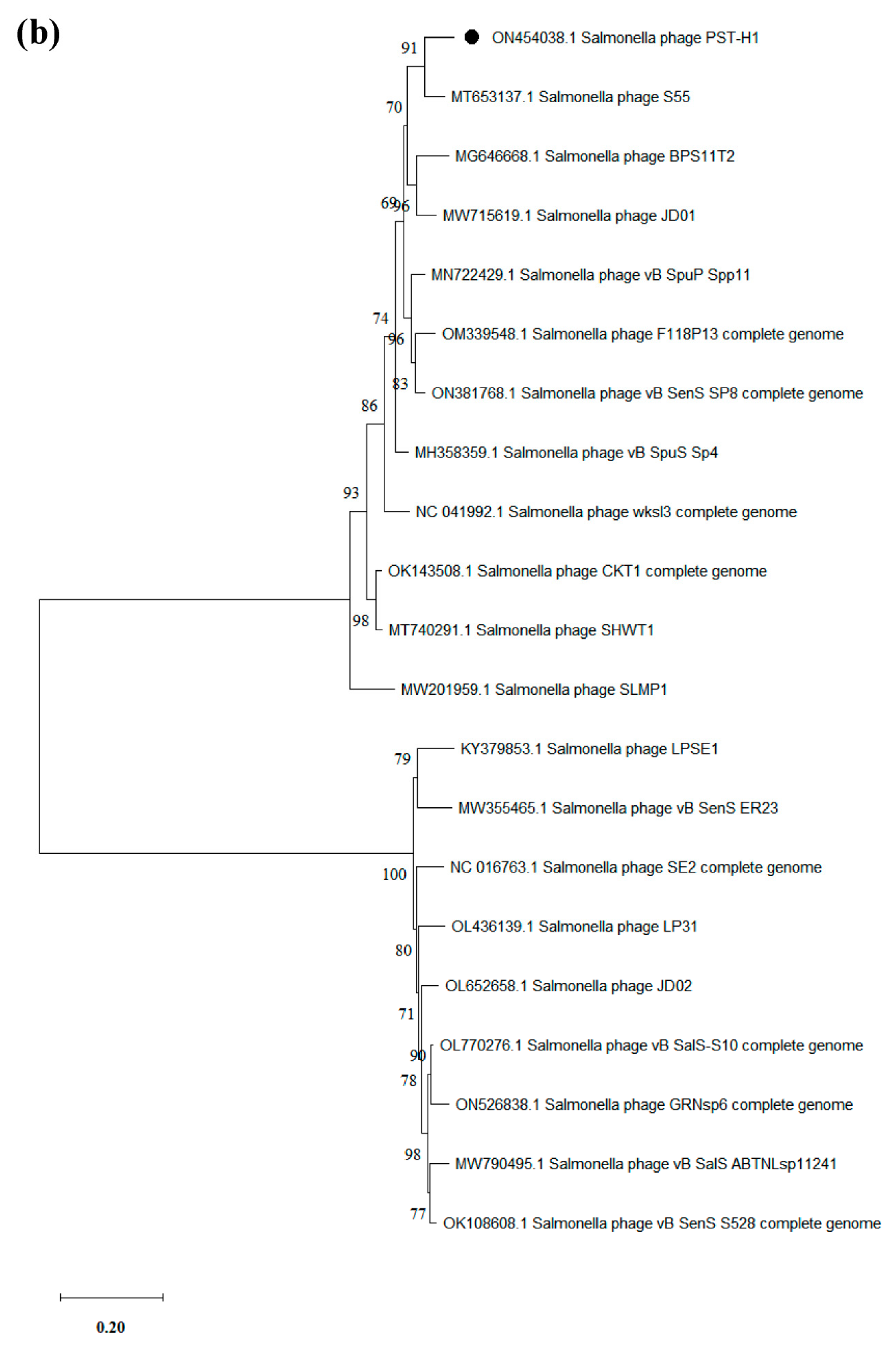 Viruses 14 02647 g007b Viruses 14 02647 g007b