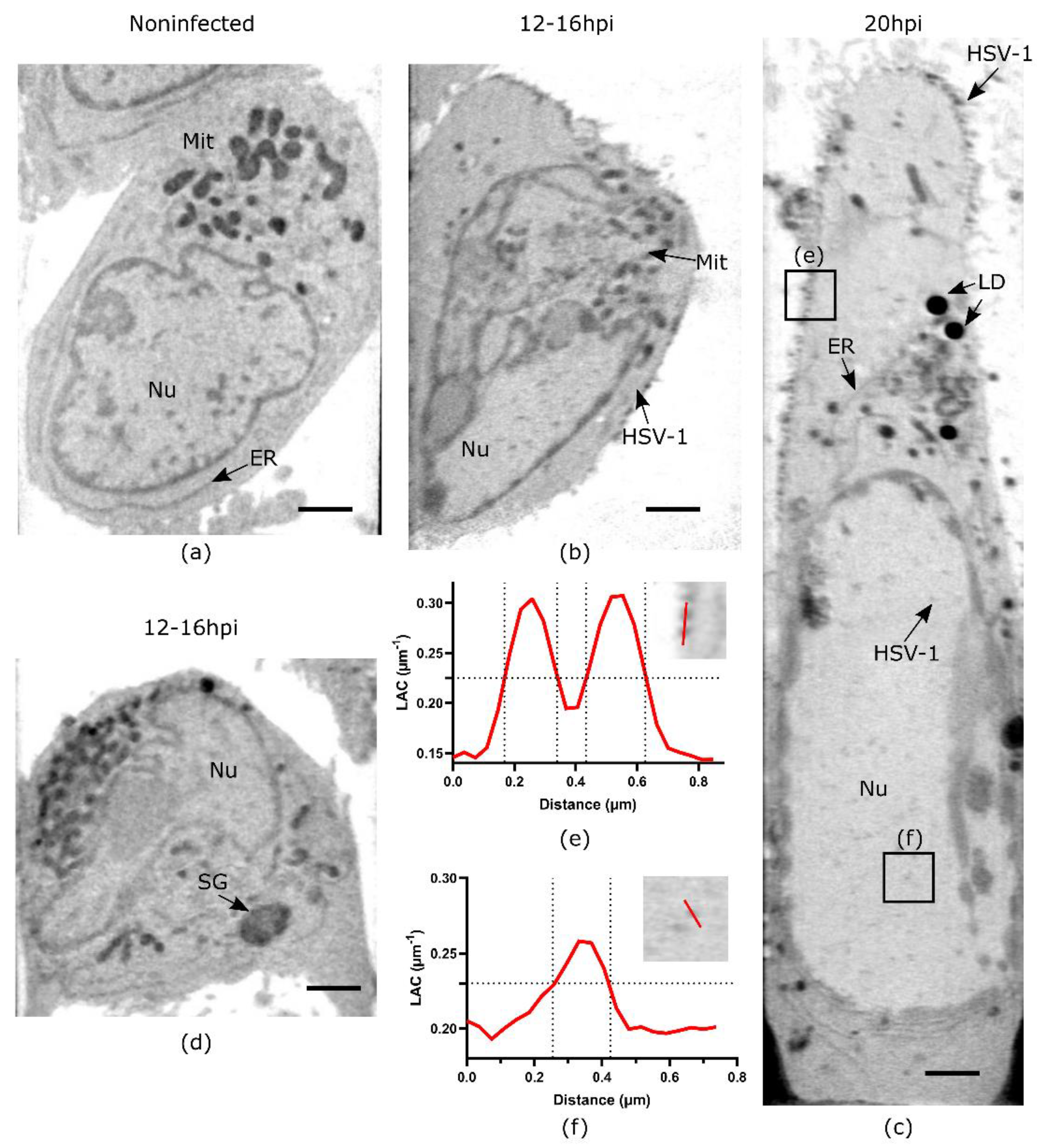 Viruses 14 02651 g002
