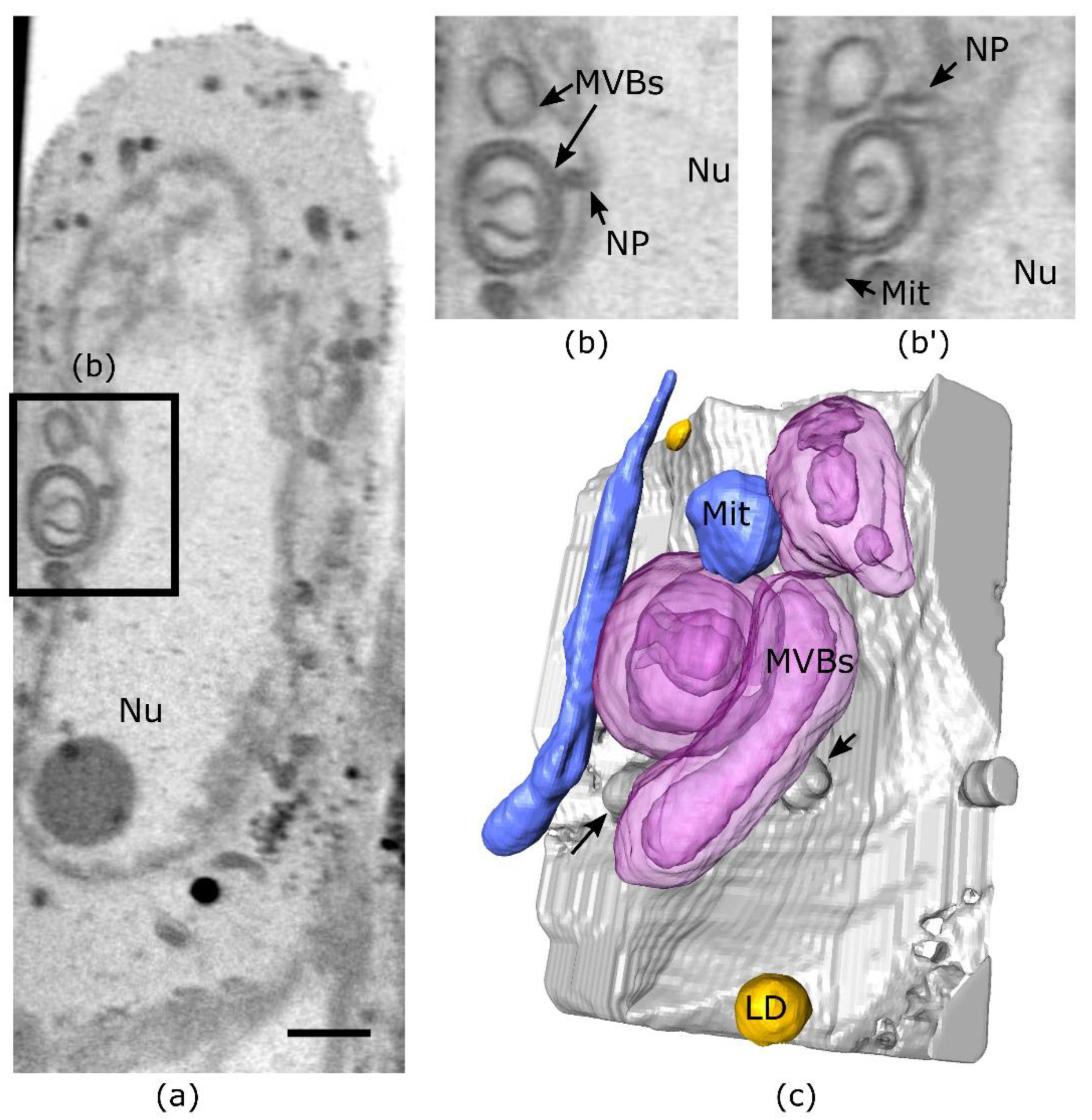 Viruses 14 02651 g005