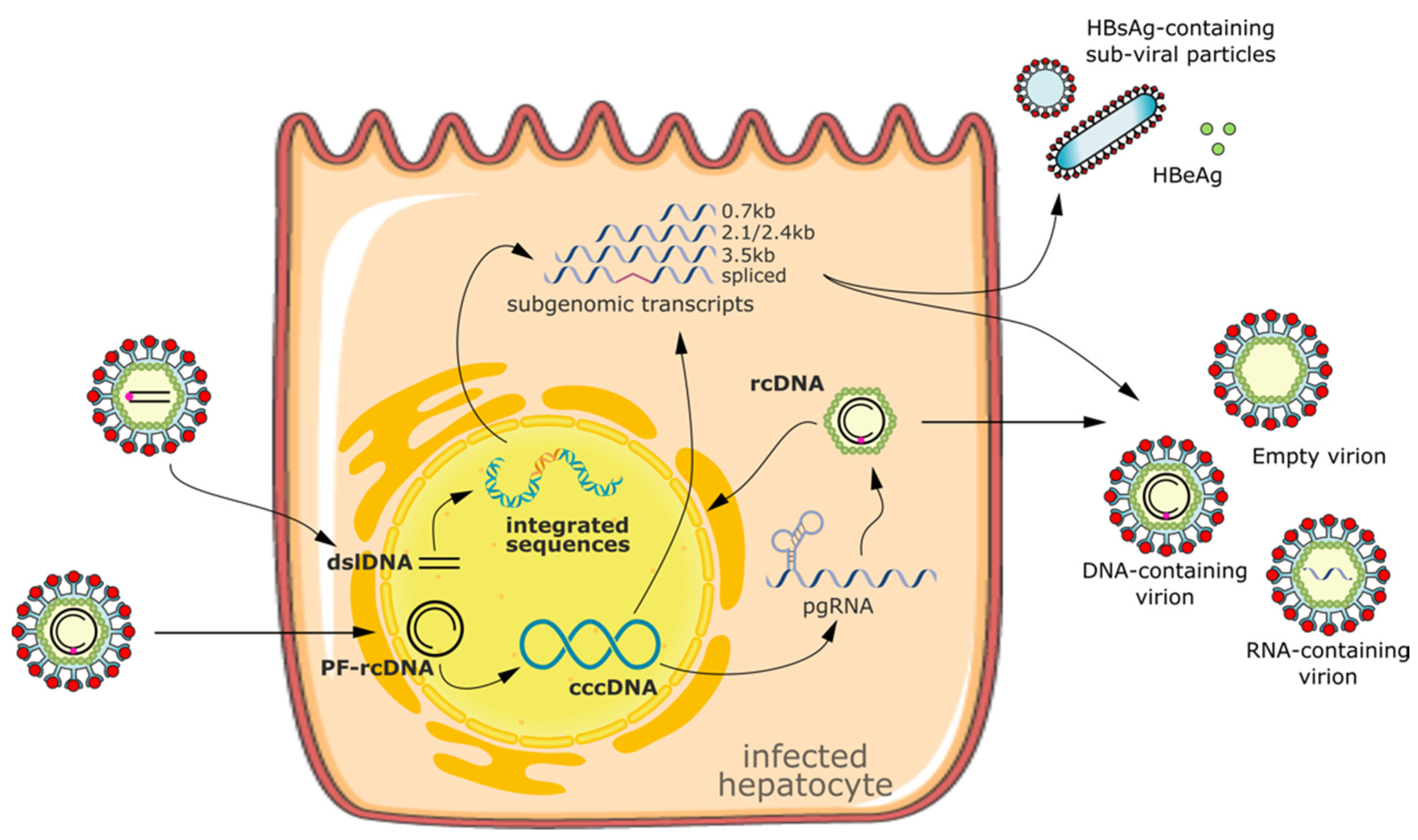 Viruses 14 02654 g001