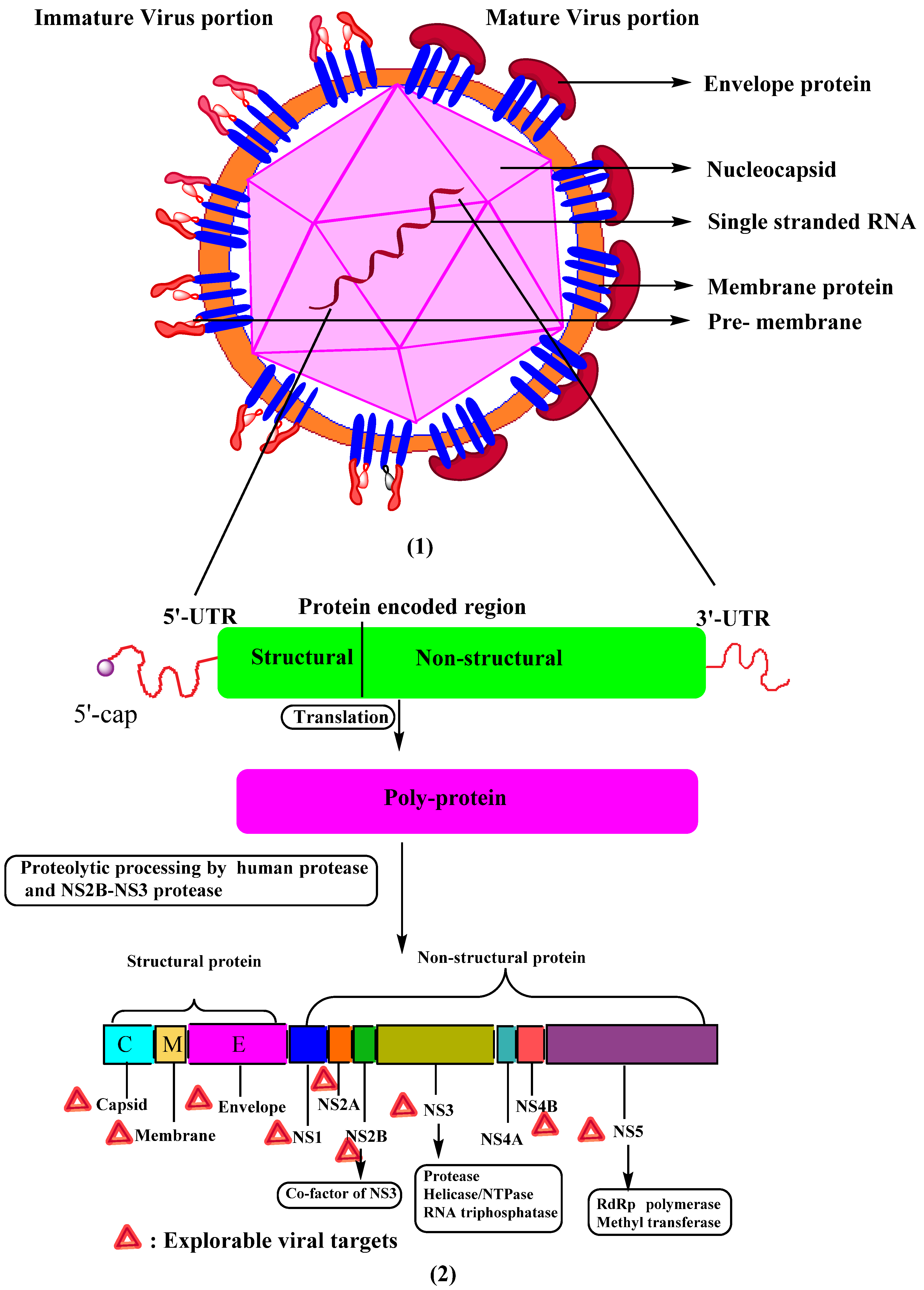 Dengue fever virus structure