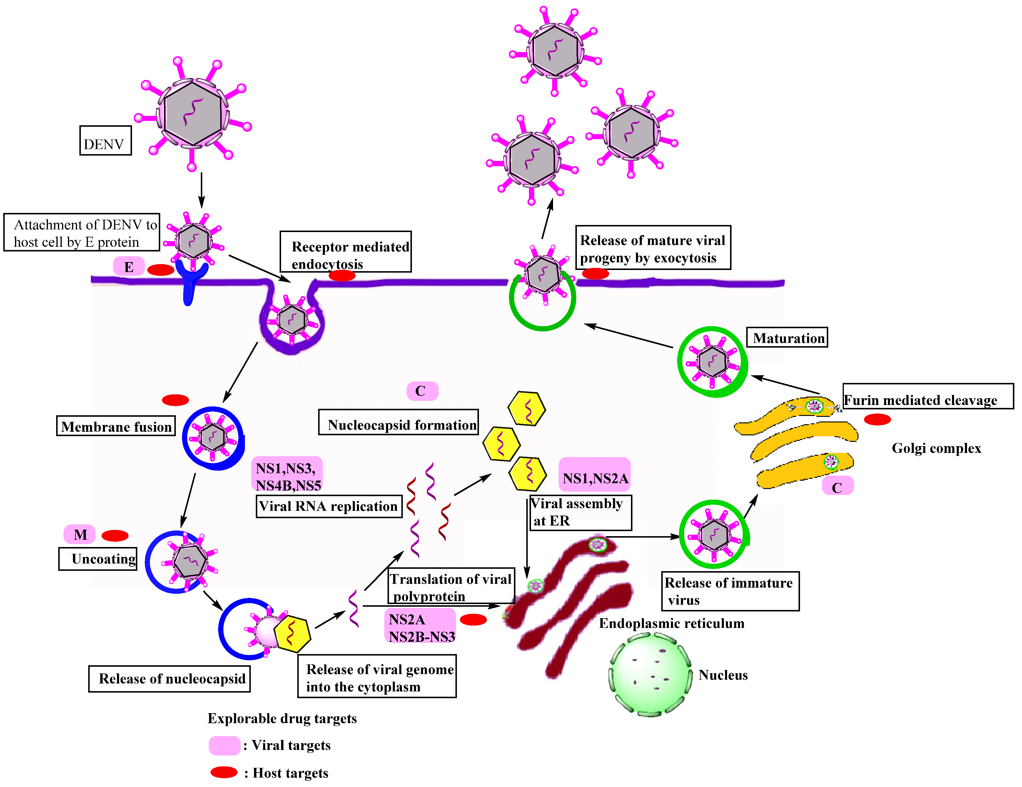 Viruses 14 02656 g002 Viruses 14 02656 g002