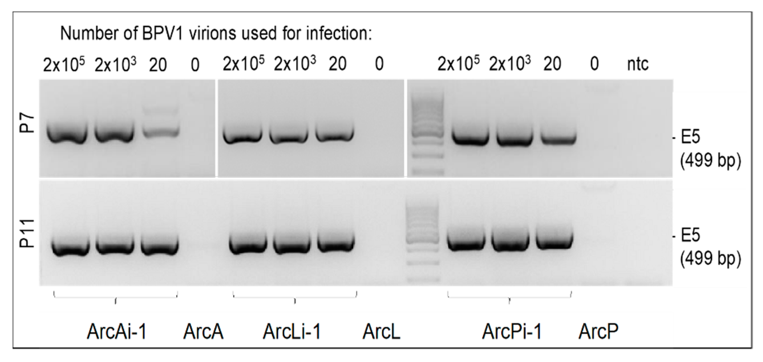 Viruses 14 02658 g002 Viruses 14 02658 g002