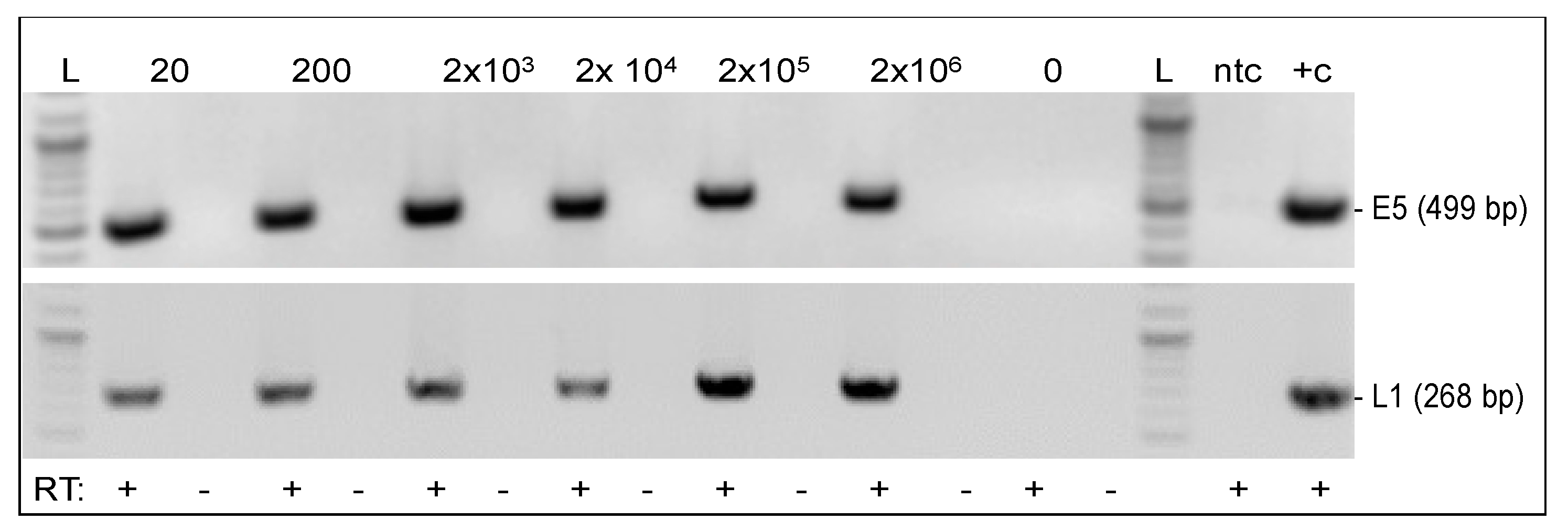 Viruses 14 02658 g004 Viruses 14 02658 g004