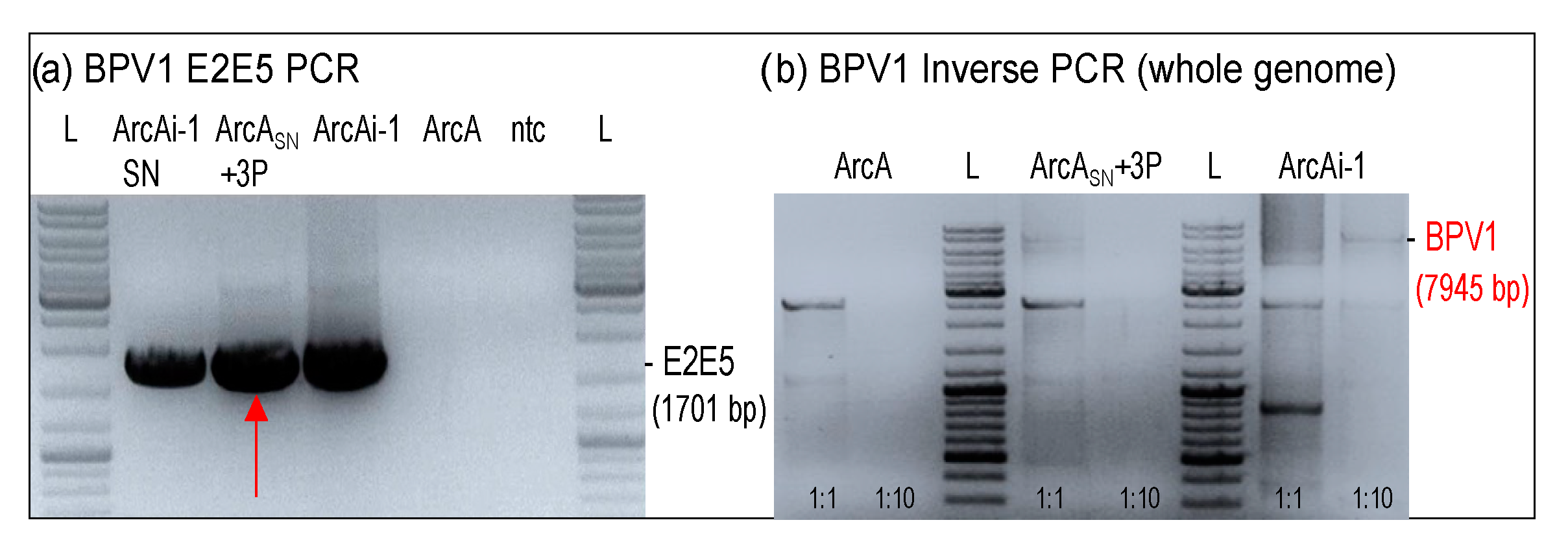 Viruses 14 02658 g006 Viruses 14 02658 g006