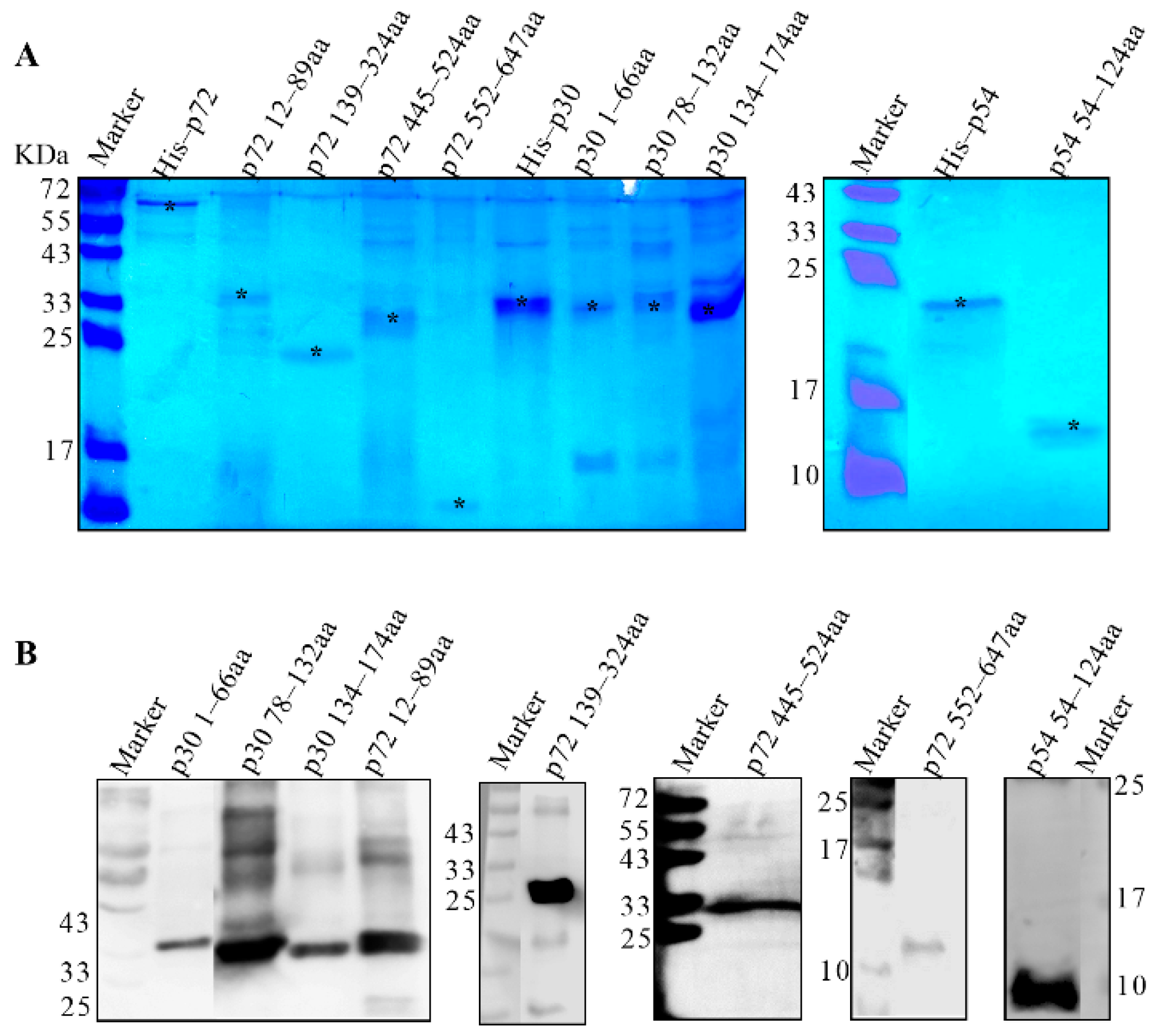 Viruses 14 02660 g004 Viruses 14 02660 g004