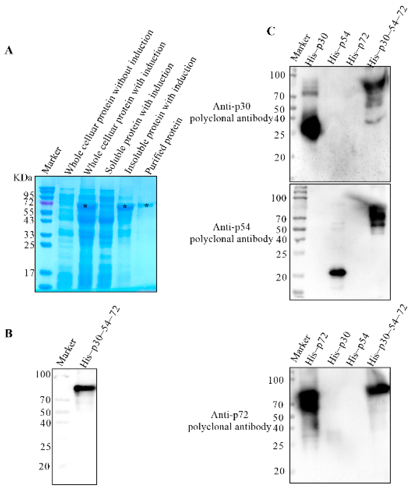 Viruses 14 02660 g006 Viruses 14 02660 g006