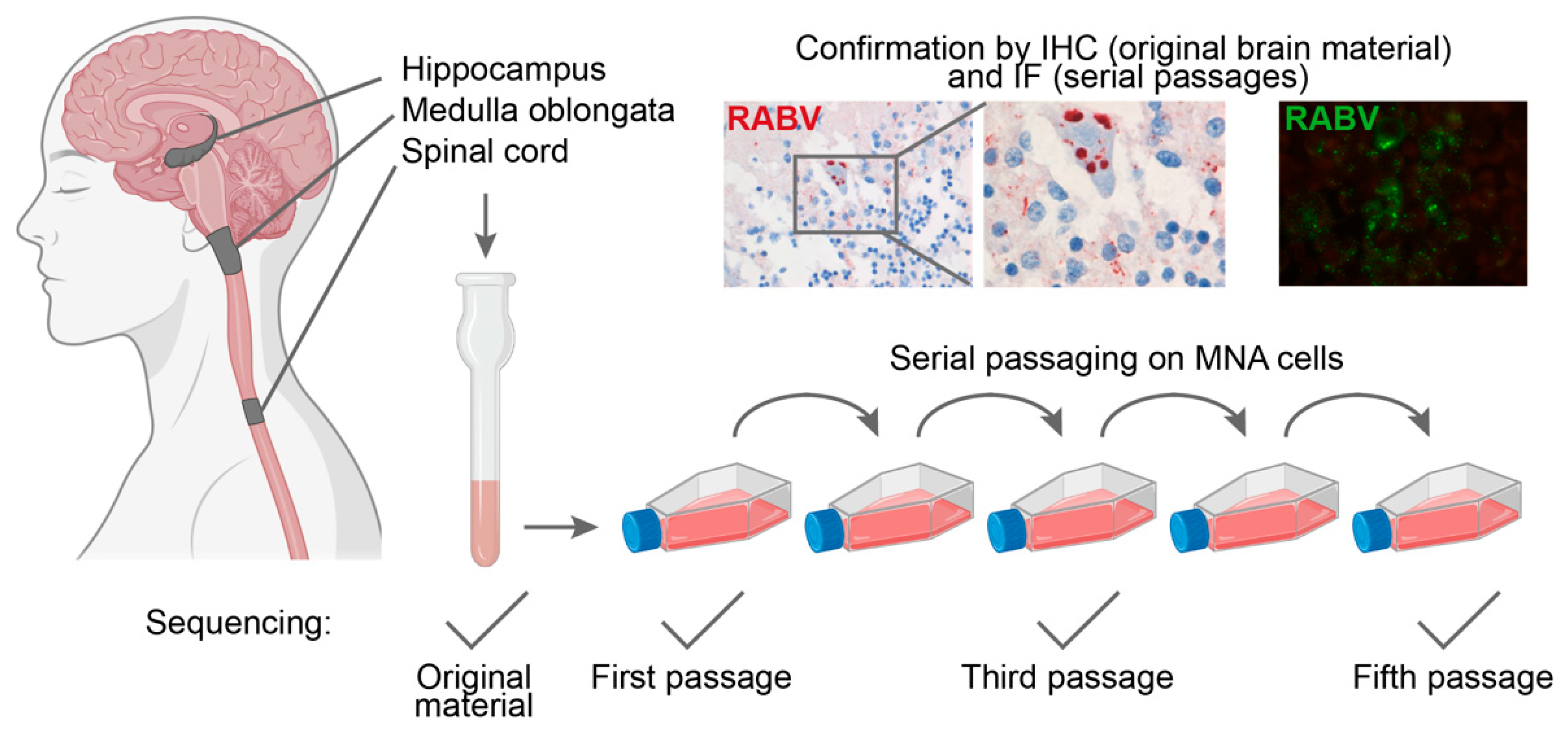 Viruses 14 02661 g001