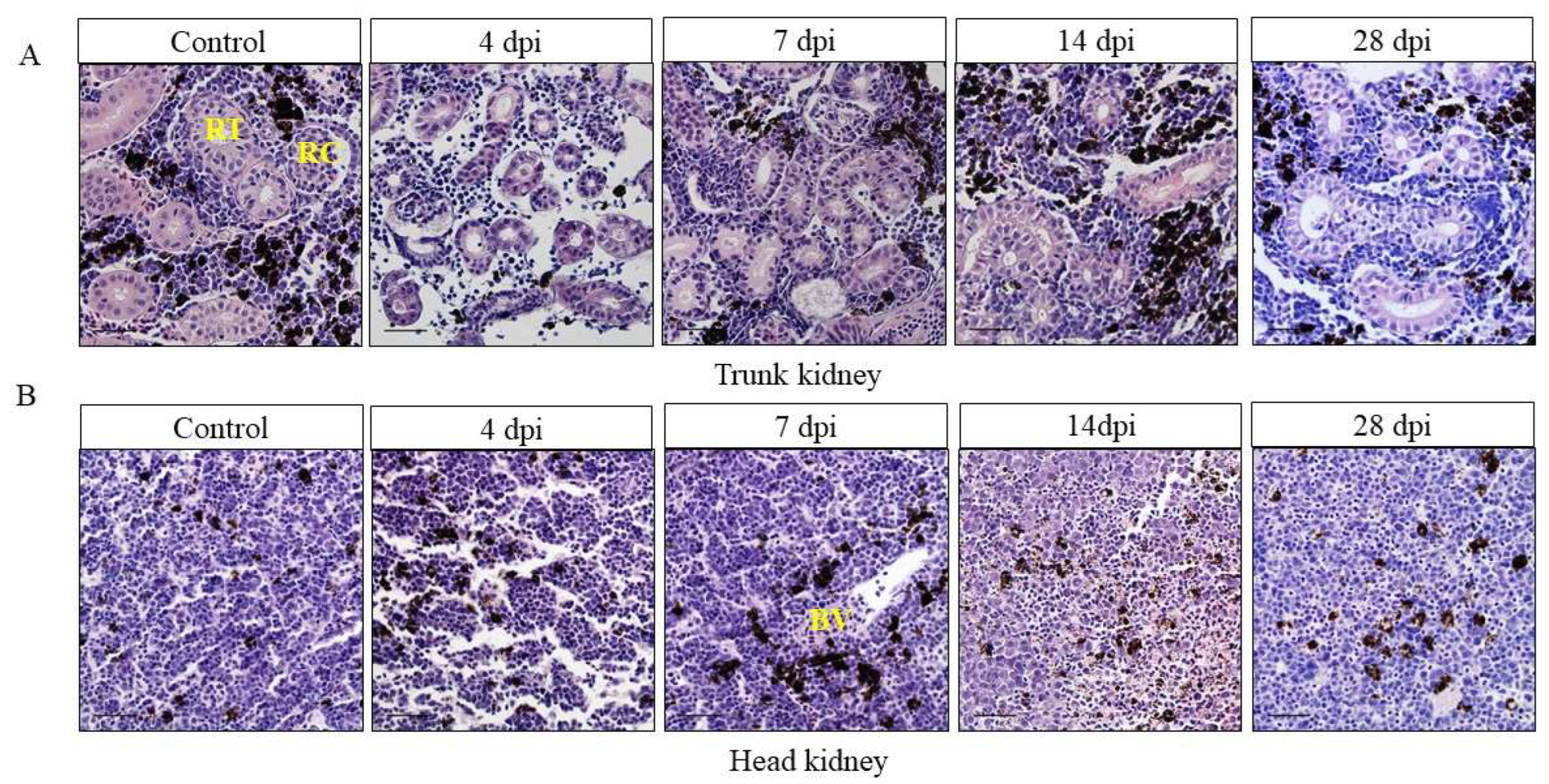 Viruses 14 02663 g002 Viruses 14 02663 g002