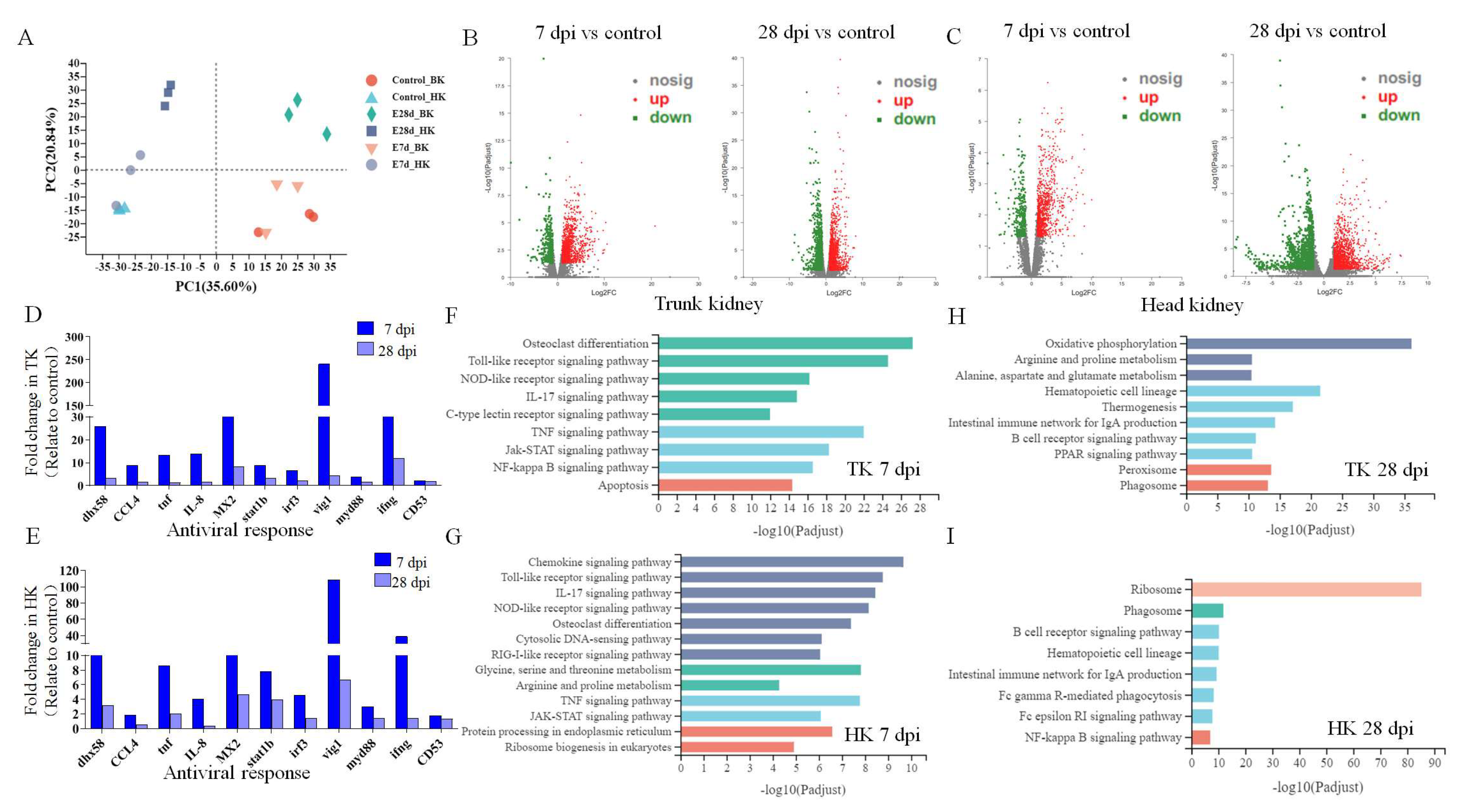 Viruses Free FullText Comparative Study on Immune Function of the