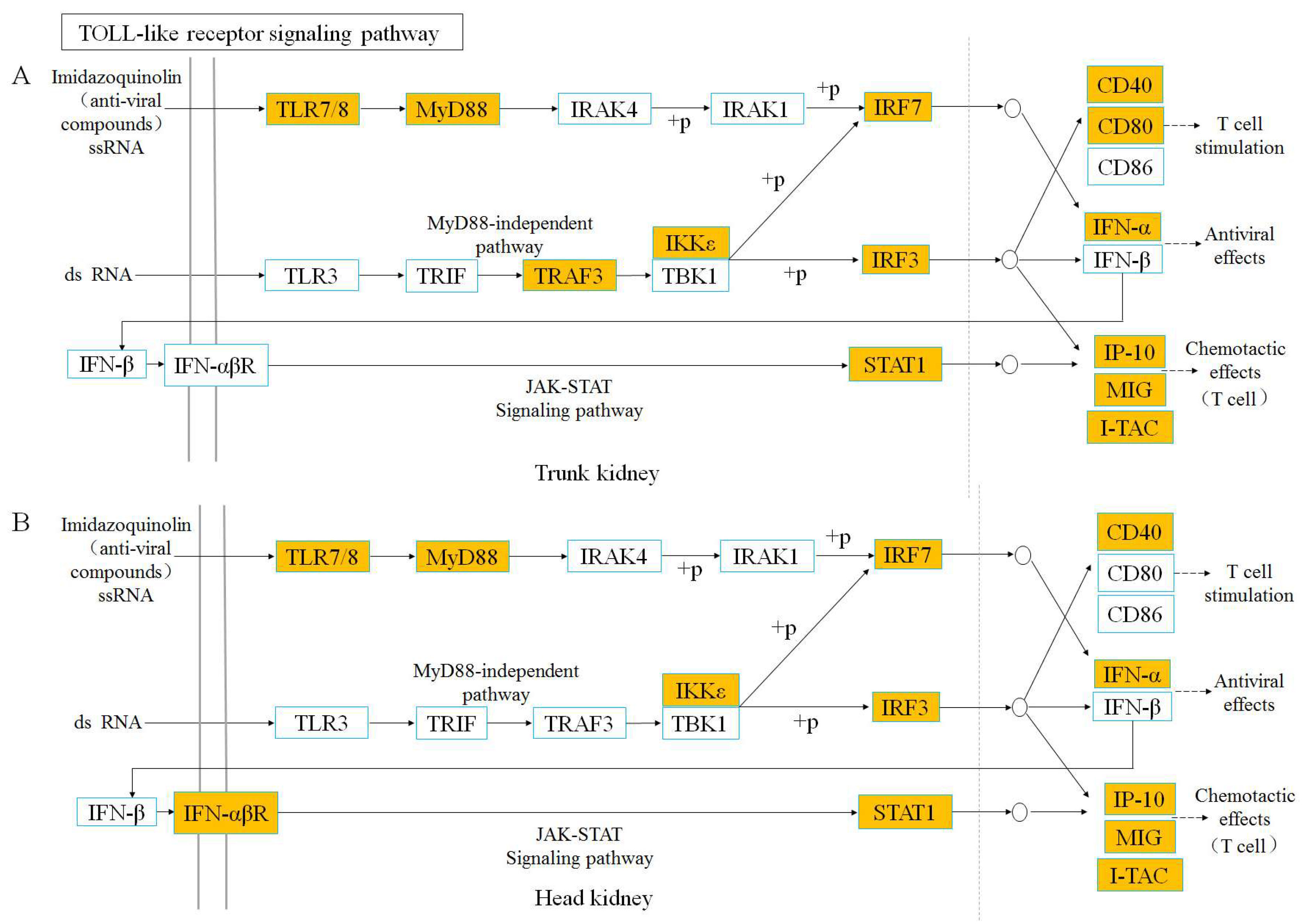 Viruses 14 02663 g005 Viruses 14 02663 g005