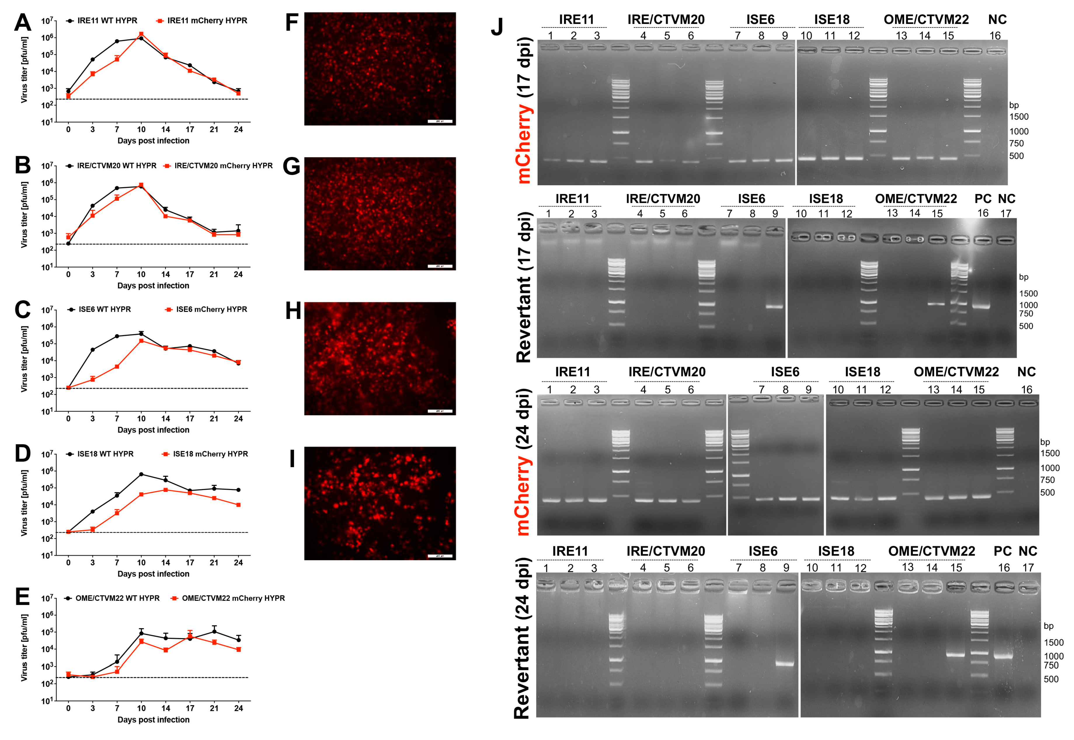 Viruses 14 02673 g002 Viruses 14 02673 g002