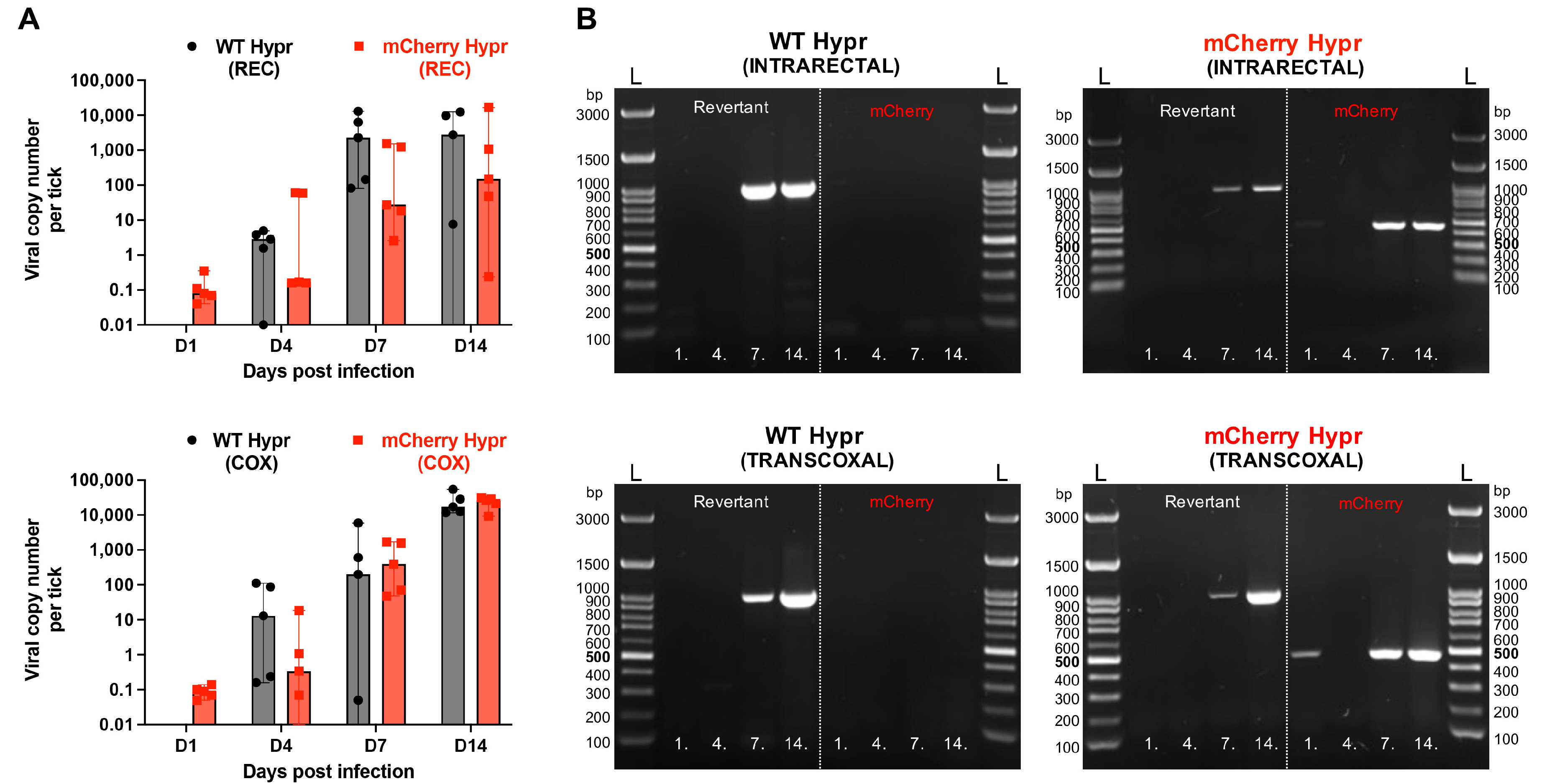 Viruses 14 02673 g004 Viruses 14 02673 g004
