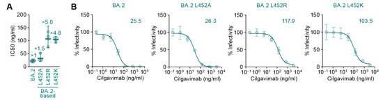 kouchanページ Oversized Organic Cotton Twill Trench Coat - navy - Mame