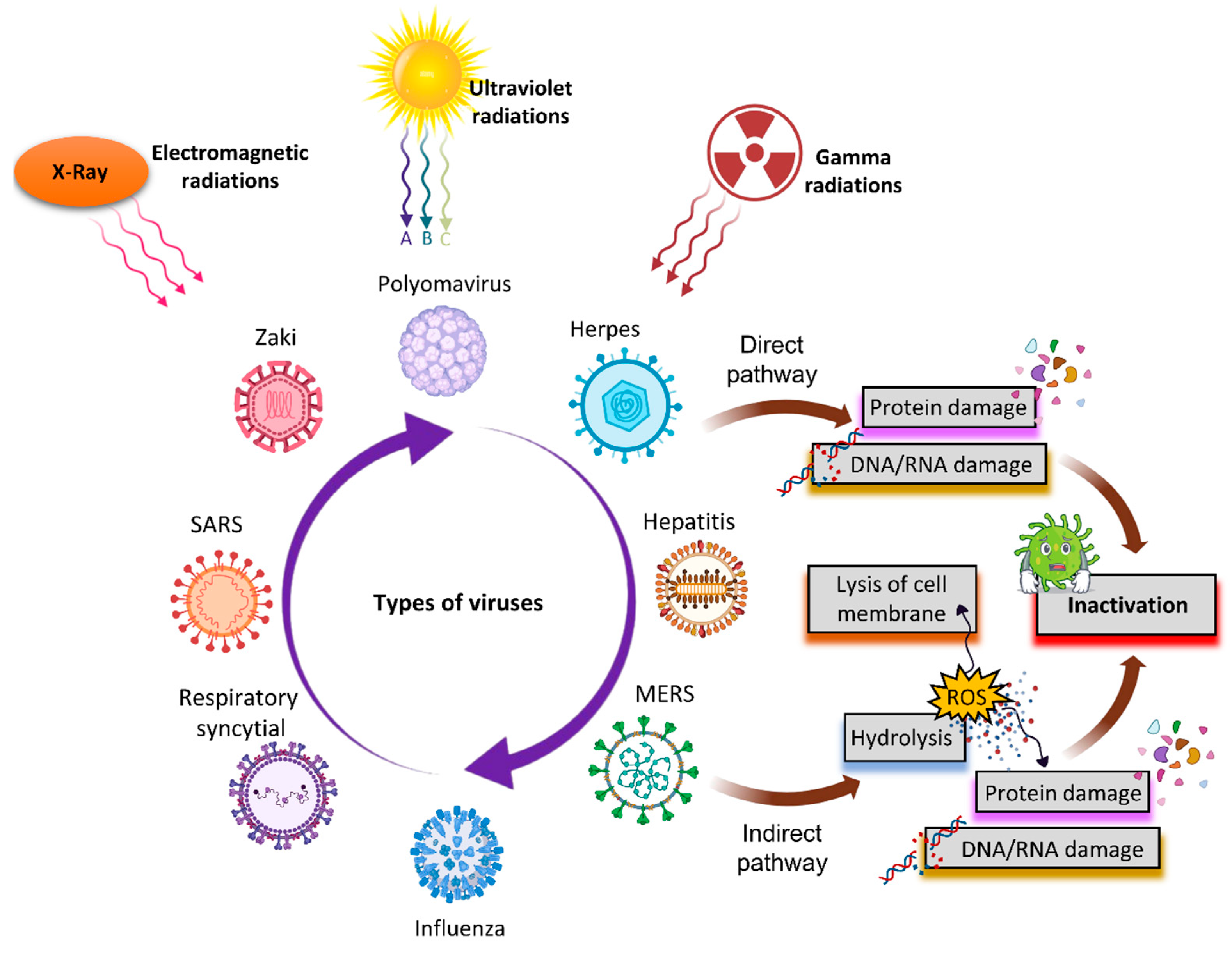 Viruses free full text nonthermal biocompatible plasma inactivation