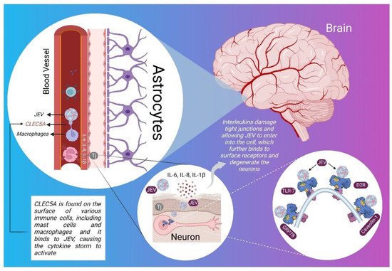 Molecular Mechanism and Role of Japanese Encephalitis Virus Molecular Mechanism and Role of Japanese Encephalitis Virus