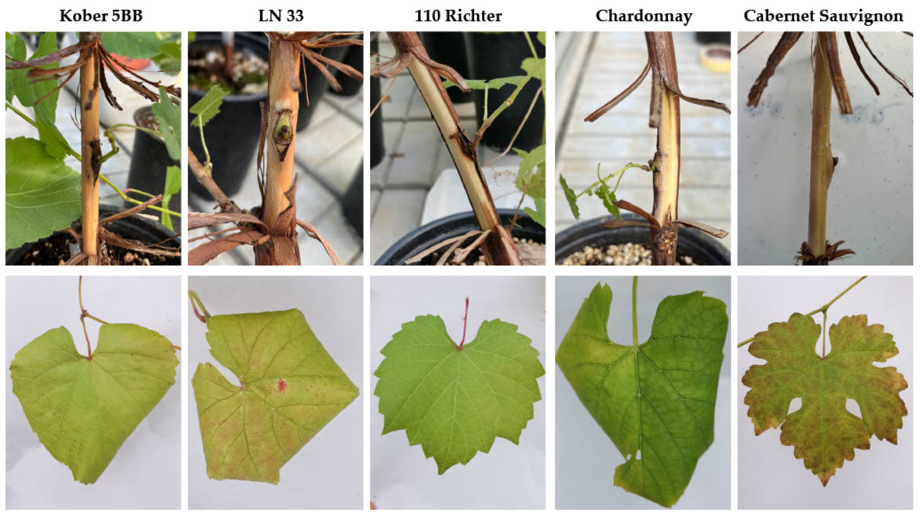 Viruses 14 02695 g001 Viruses 14 02695 g001