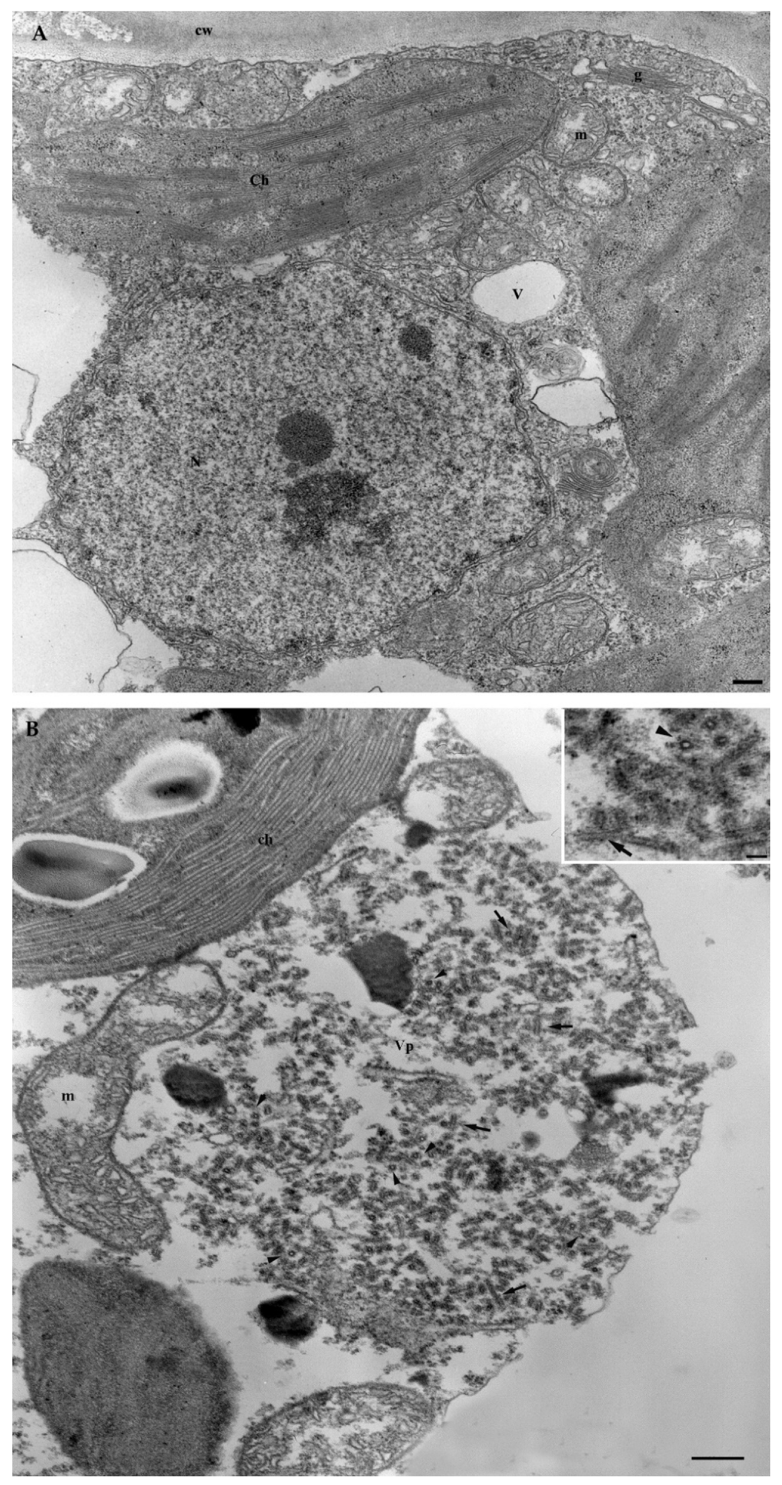 Viruses 14 02695 g002 Viruses 14 02695 g002