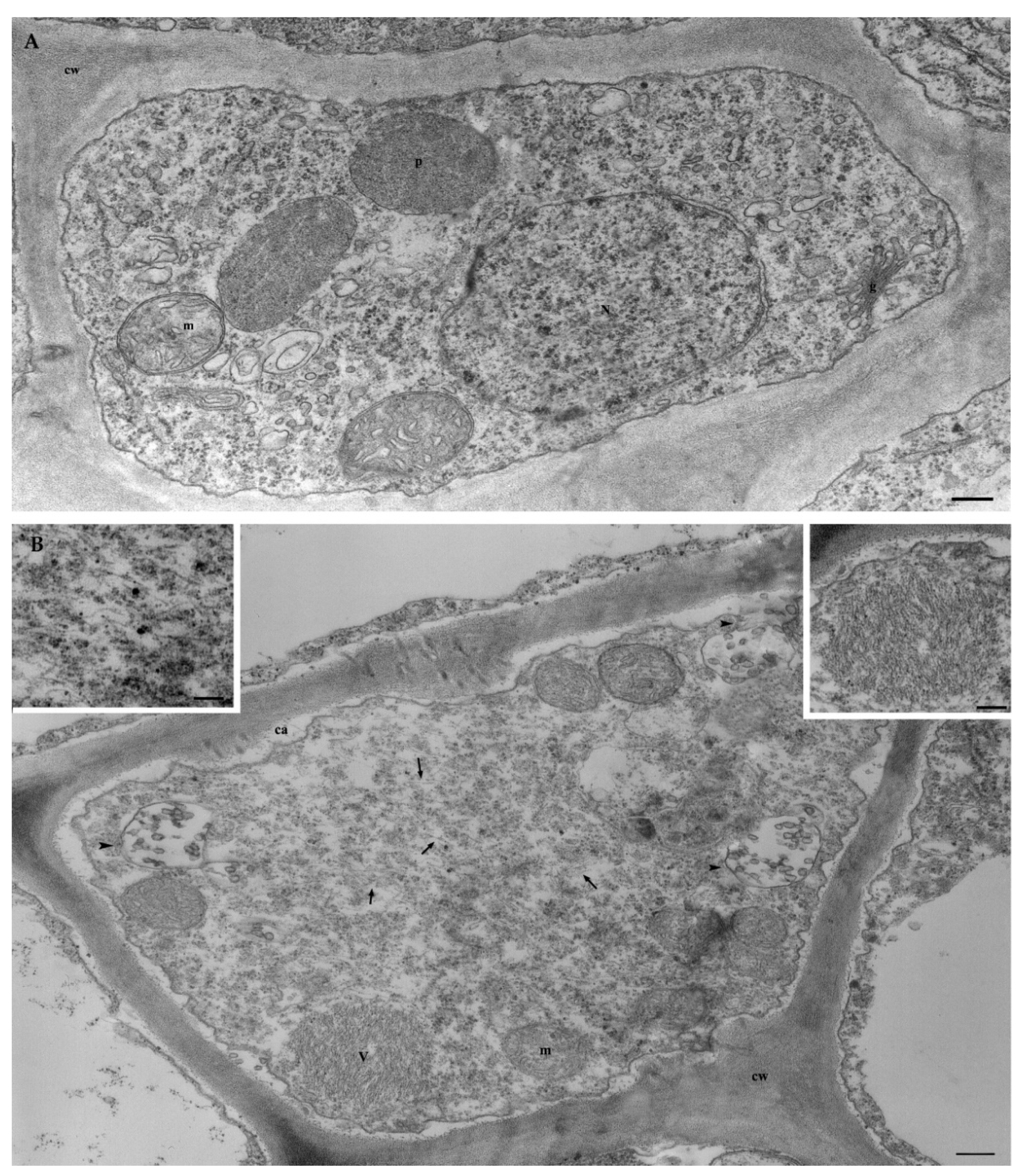 Viruses 14 02695 g003 Viruses 14 02695 g003