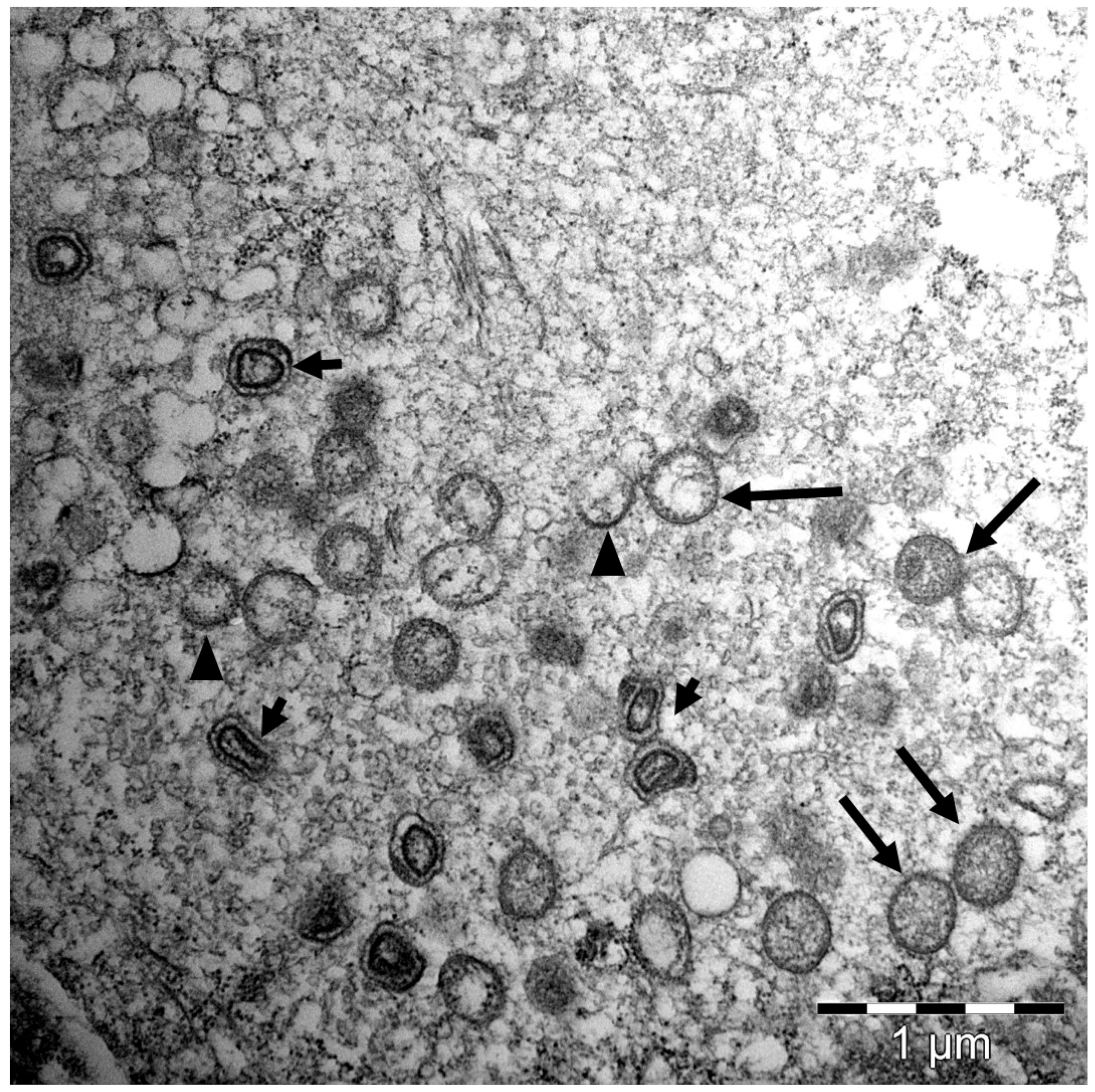 Viruses 14 02701 g003 Viruses 14 02701 g003