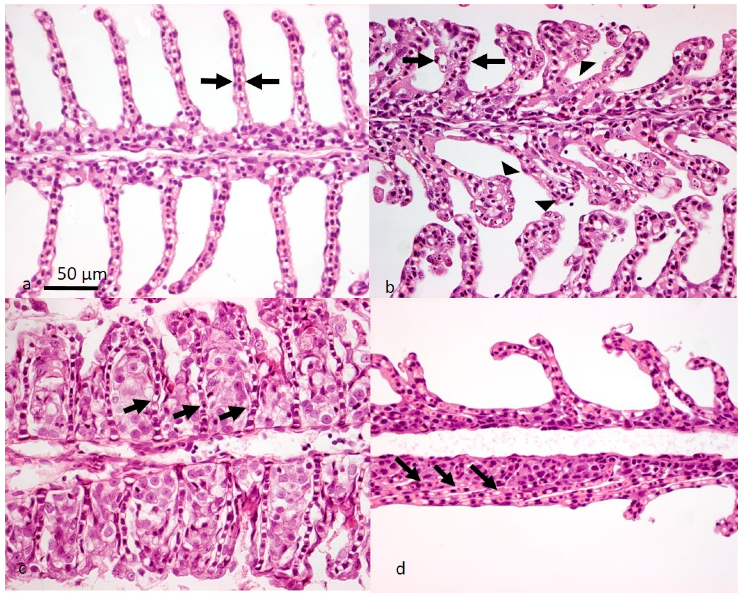 Viruses 14 02701 g004 Viruses 14 02701 g004