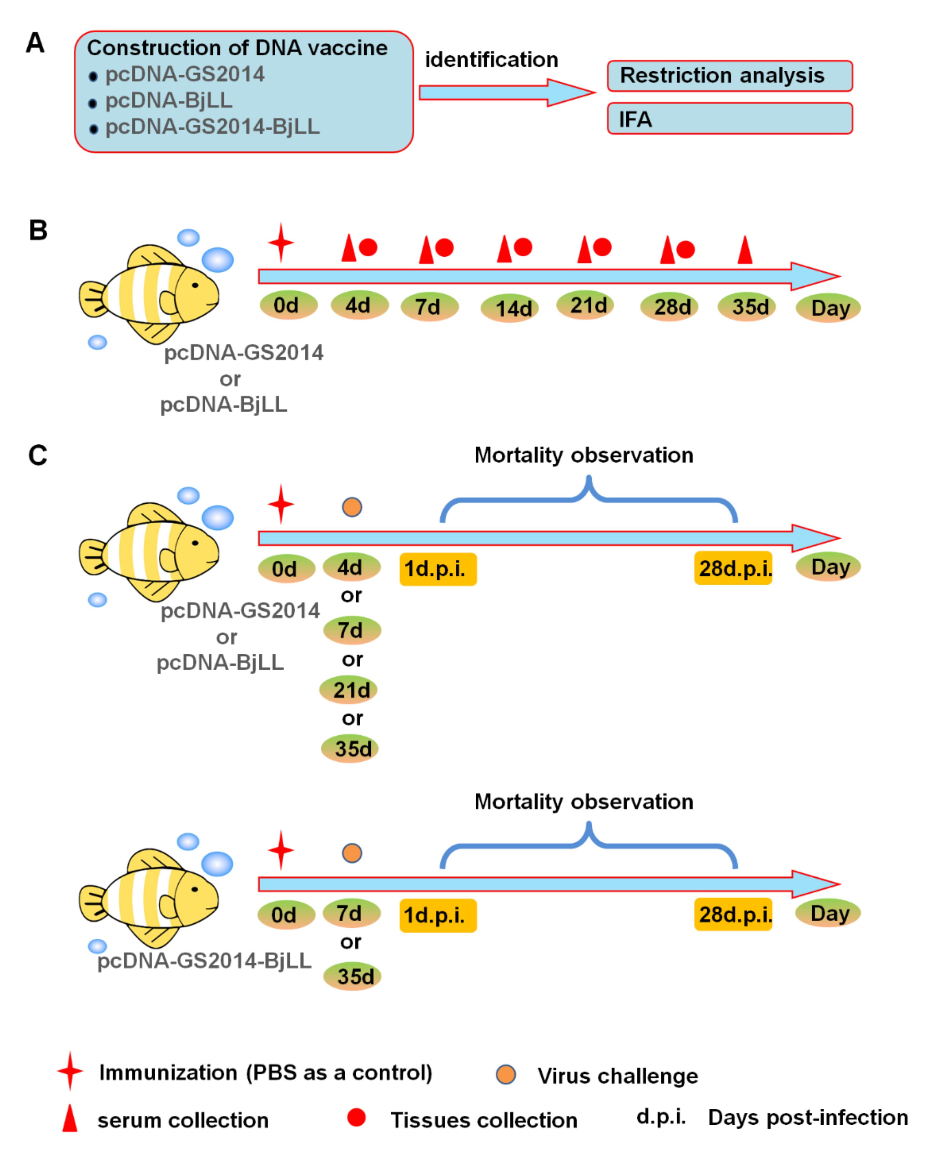 Viruses 14 02707 g001